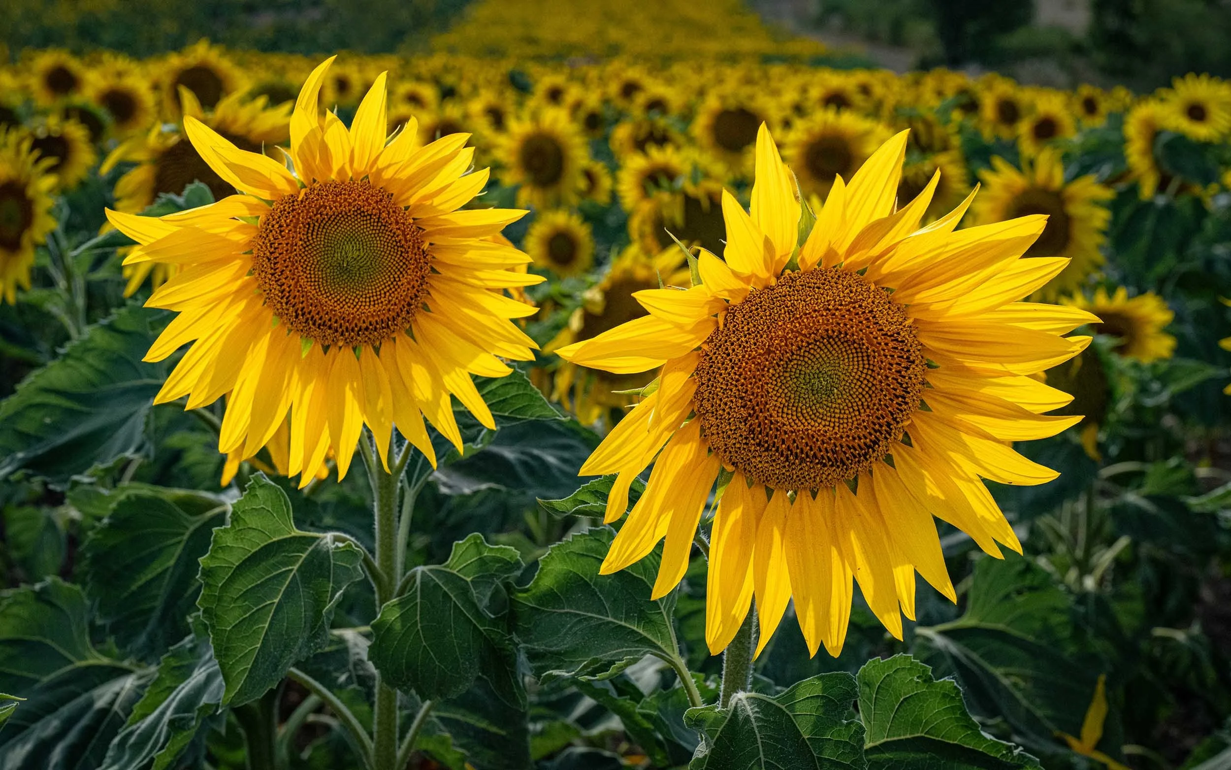Sunflowers | Barlow | England