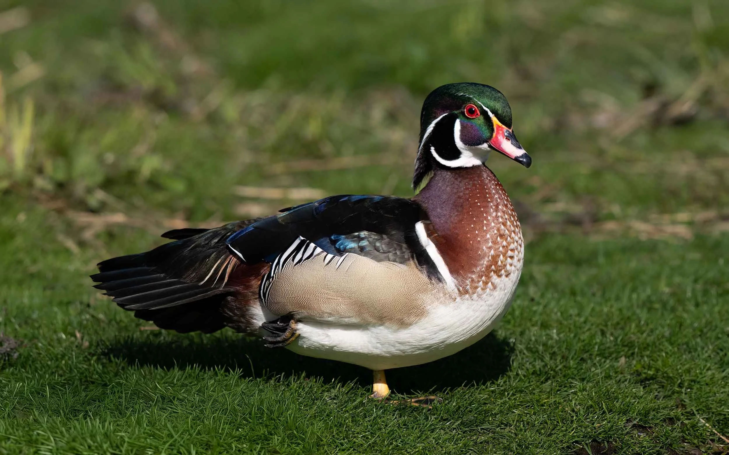 Carolina Duck | Martin Mere WWT