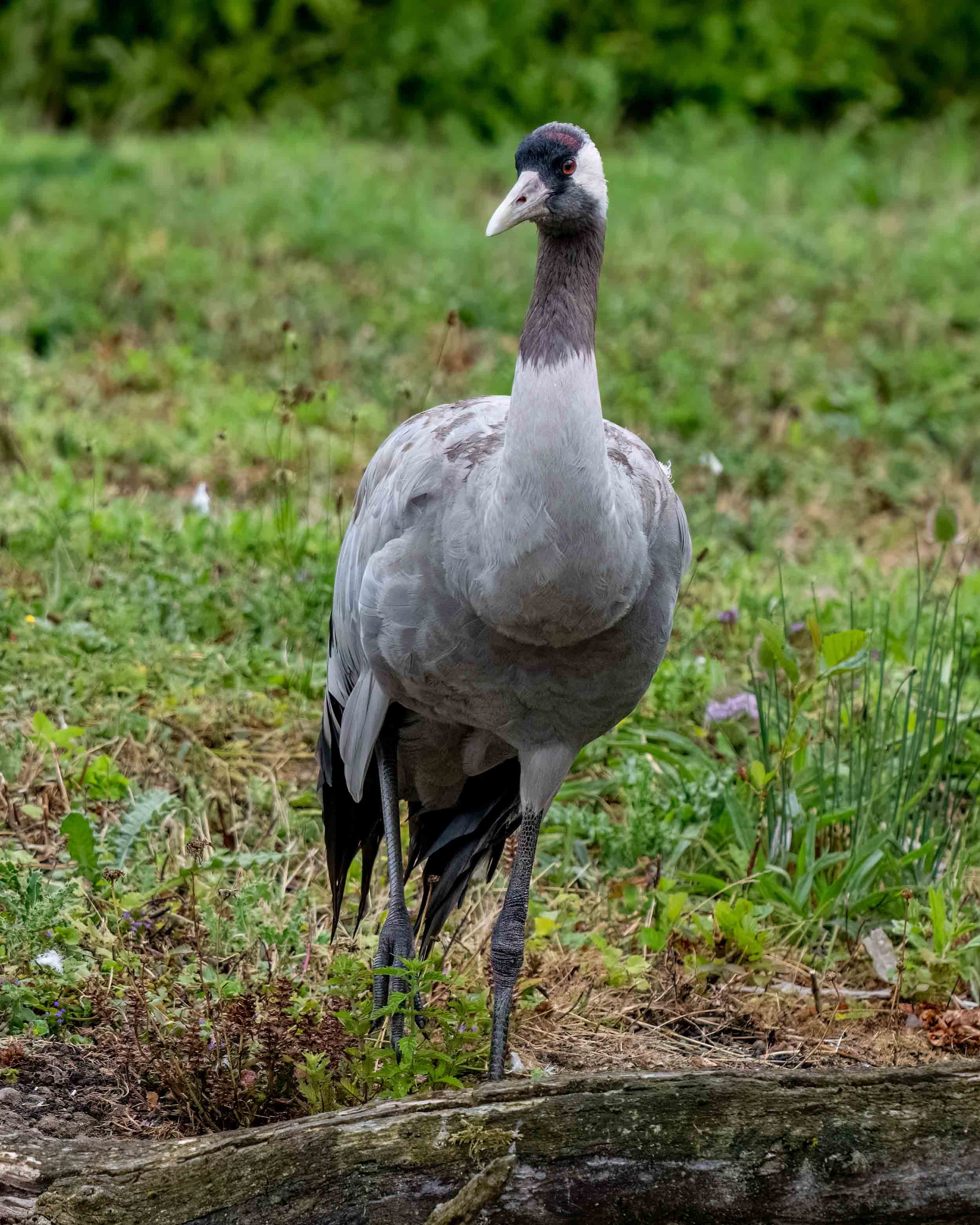 Common Crane | Slimbridge WWT