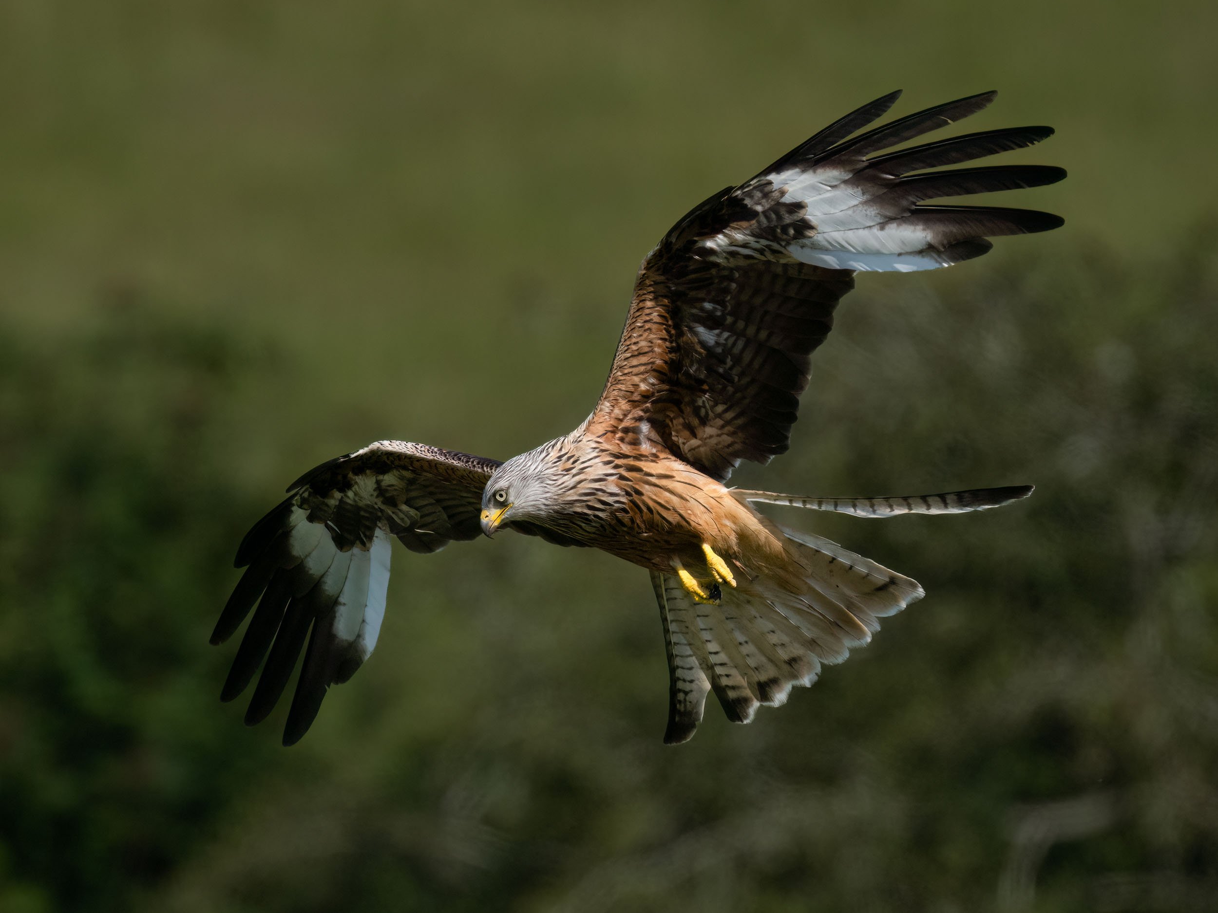 Red Kite | Gigrin Farm | Rhayader | Wales