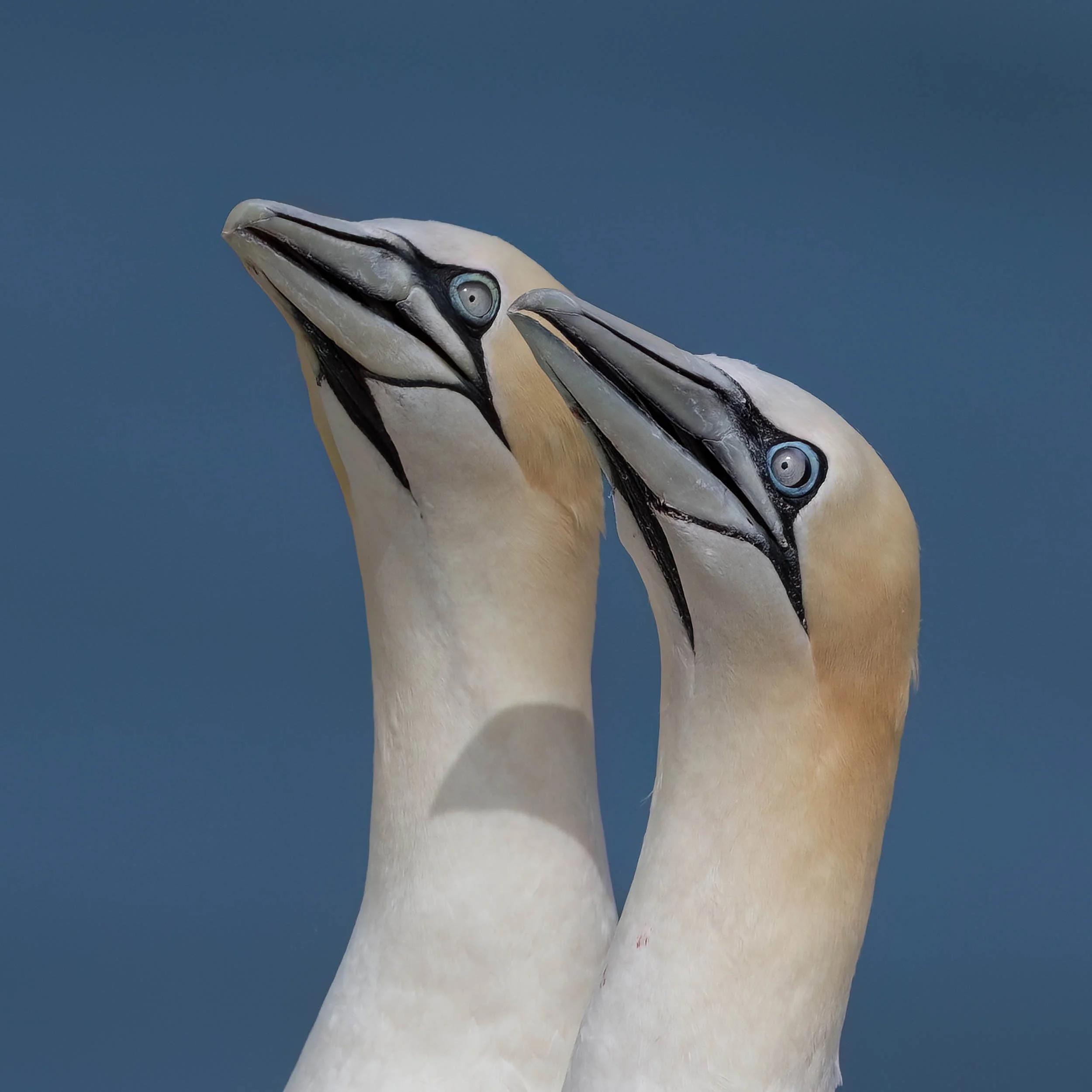 Northern Gannets | RSPB Bempton Cliffs