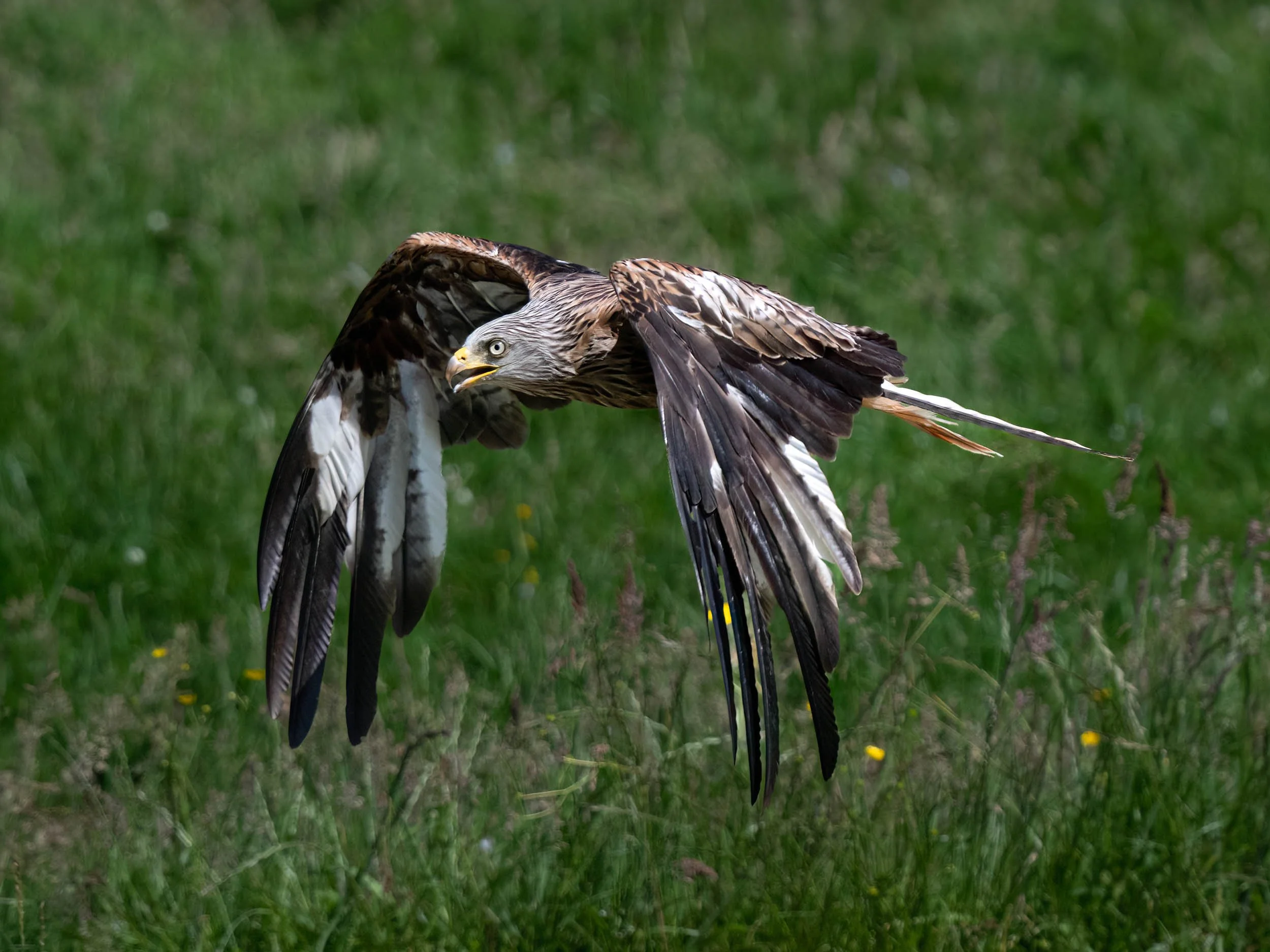Red Kite | Gigrin Farm | Rhayader | Wales