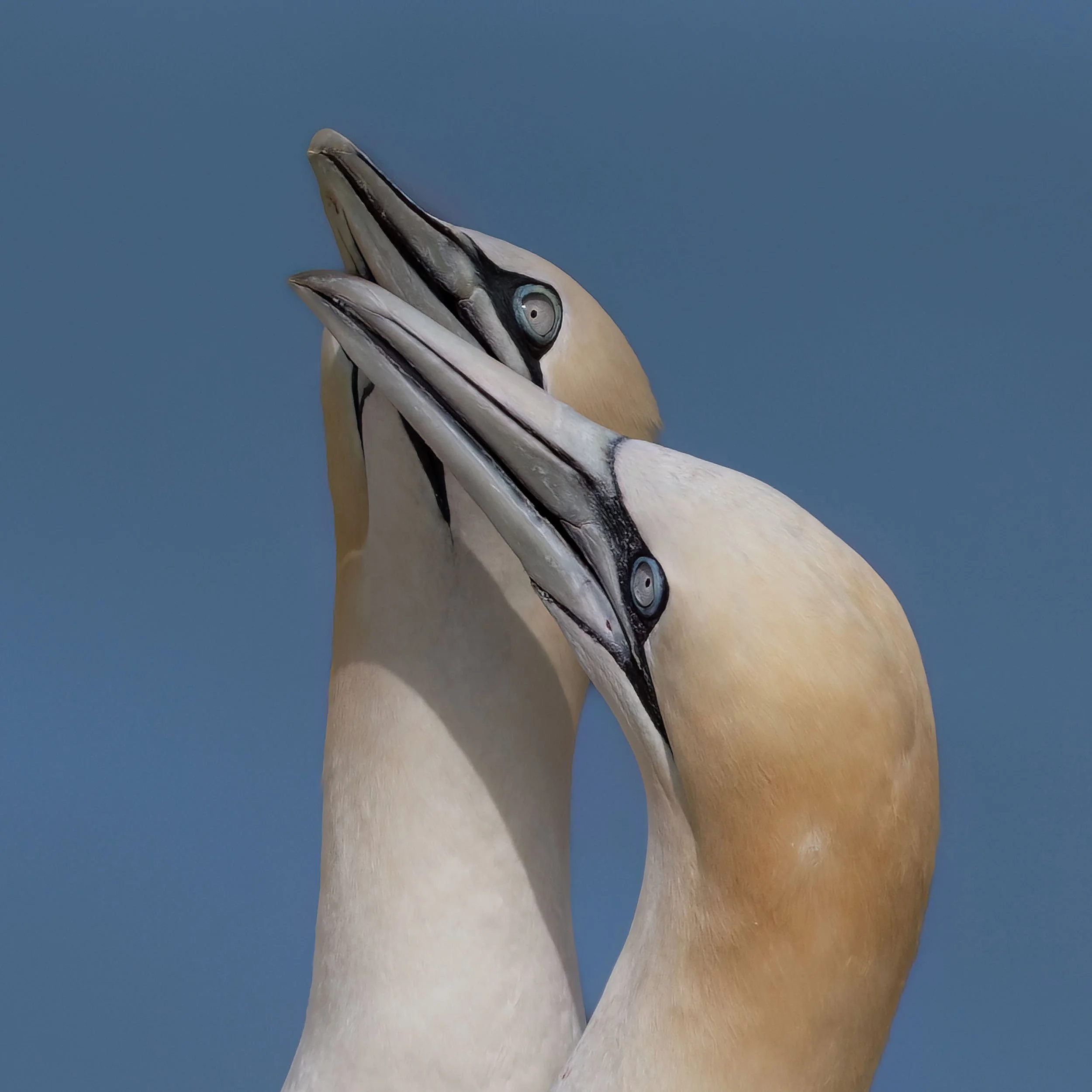Northern Gannets | RSPB Bempton Cliffs
