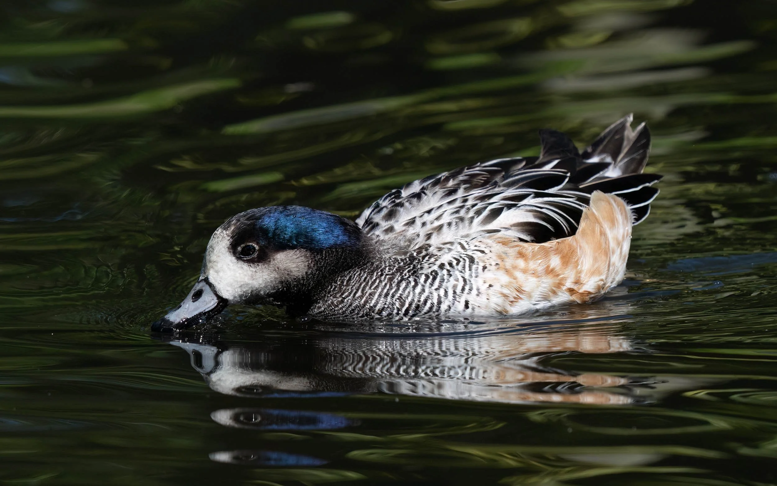 Chiloe Wigeon | Martin Mere WWT
