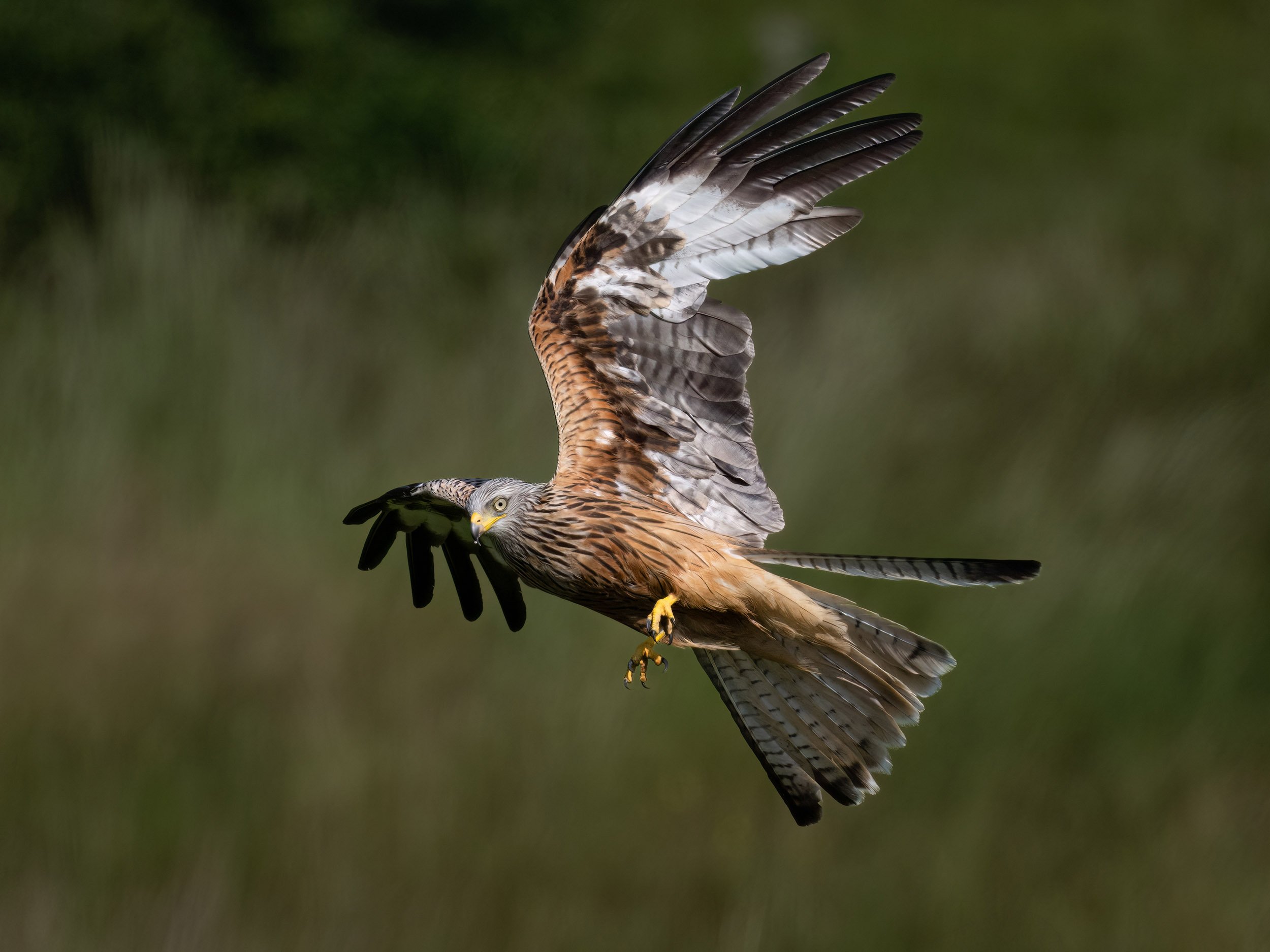 Red Kite | Gigrin Farm | Rhayader | Wales