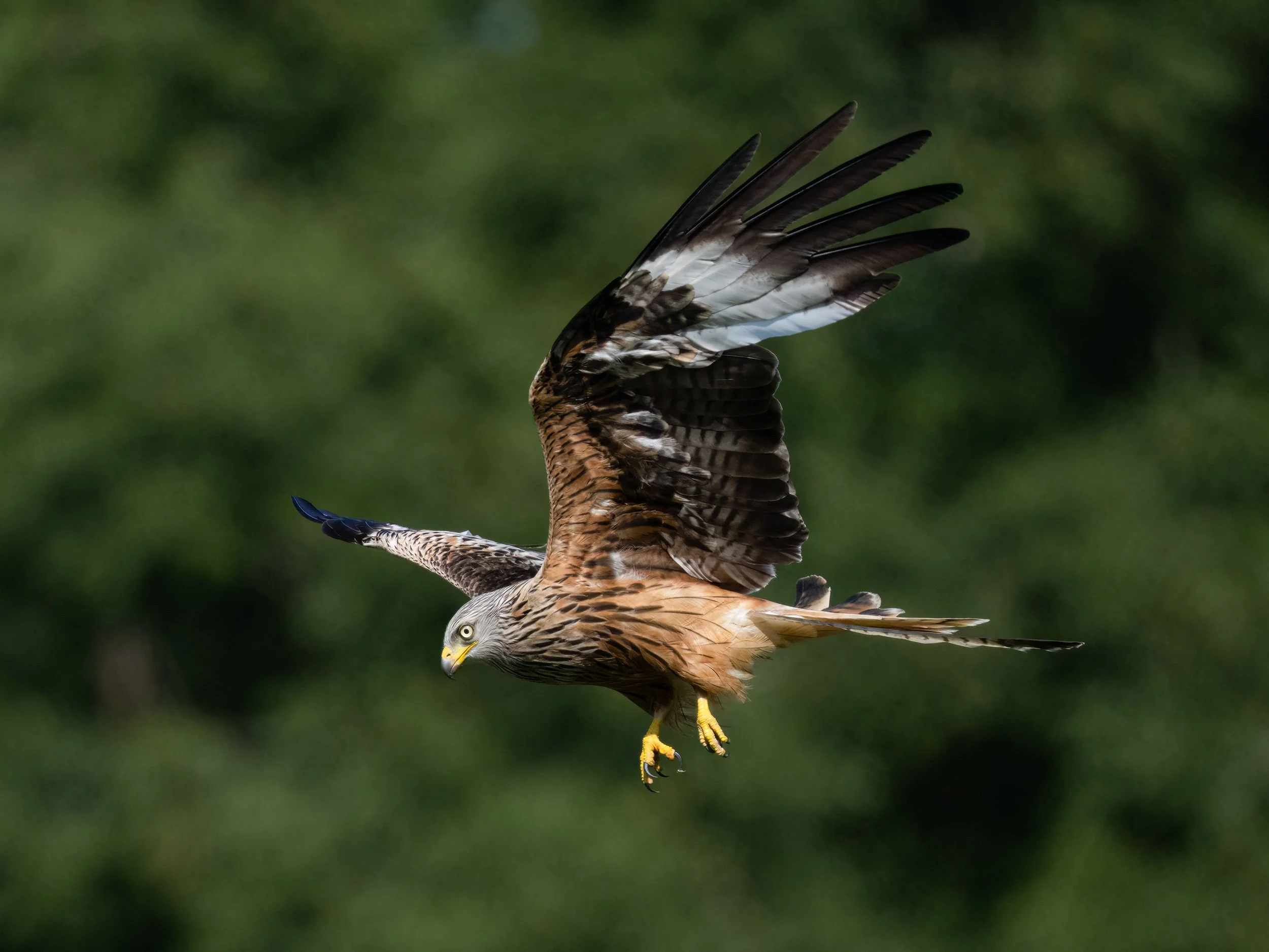 Red Kite | Gigrin Farm | Rhayader | Wales