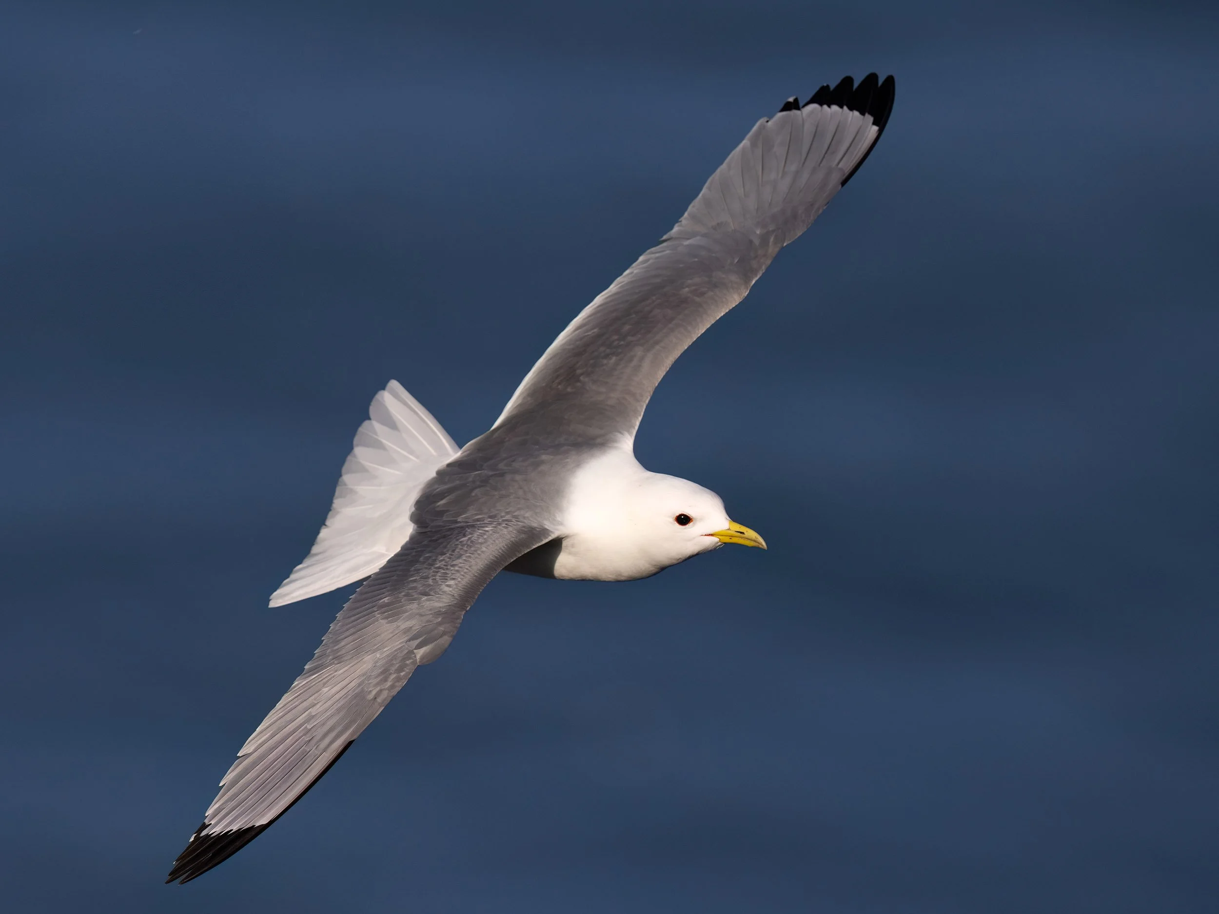Kittiwake | RSPB Bempton Cliffs