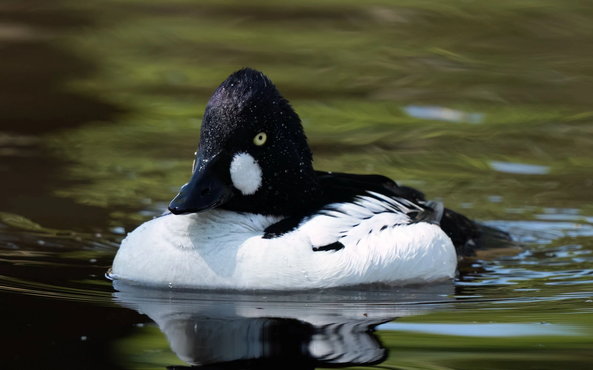 Common Goldeneye | Martin Mere WWT