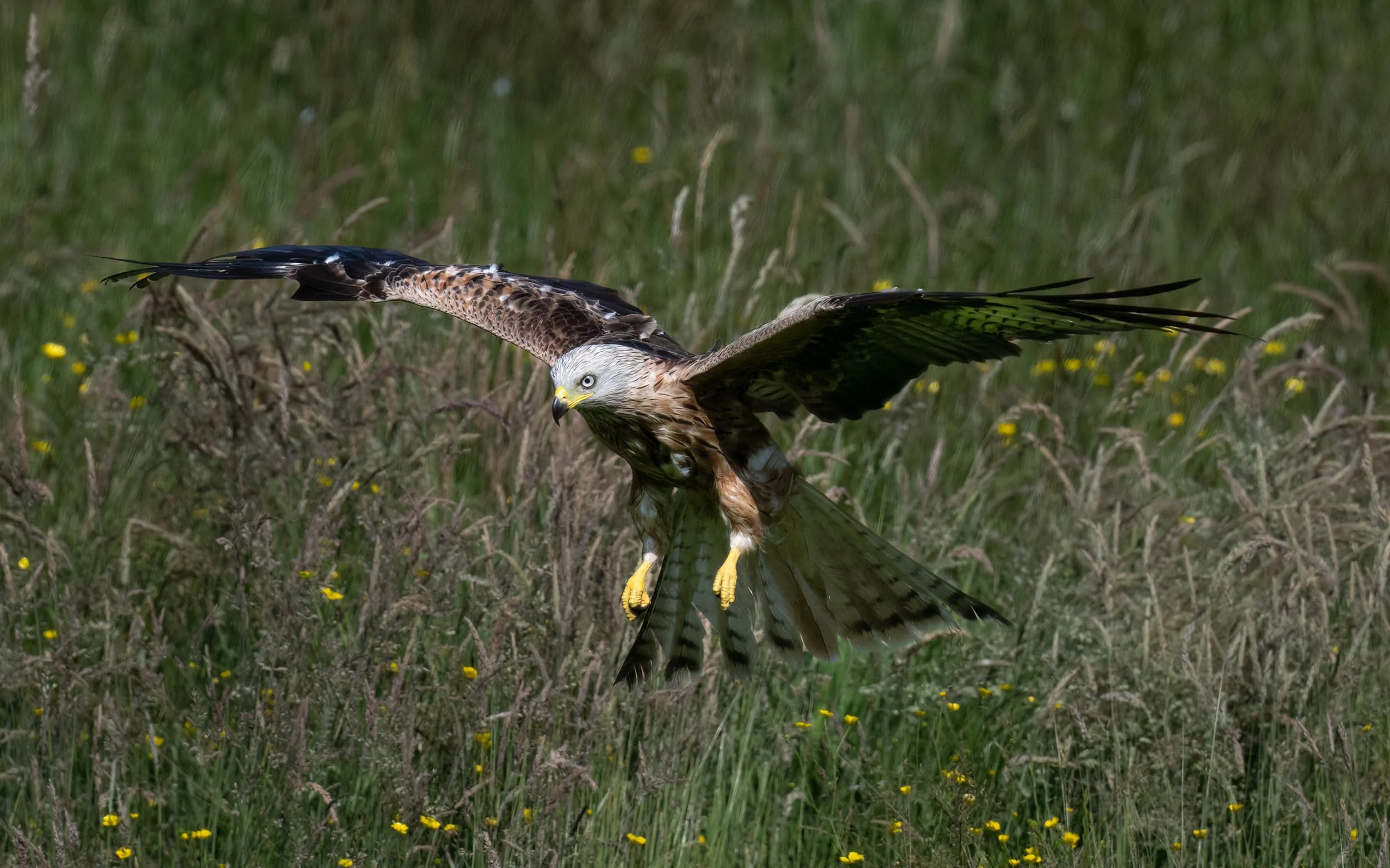 Red Kite | Gigrin Farm | Rhayader | Wales