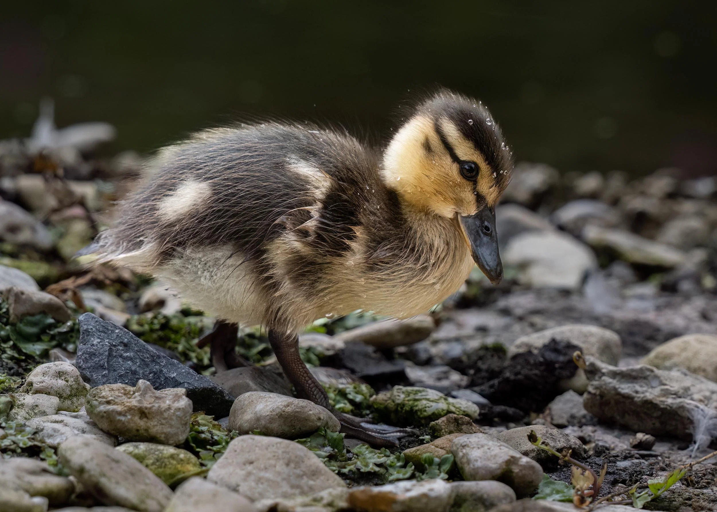 Mallard Duckling | Slimbridge WWT