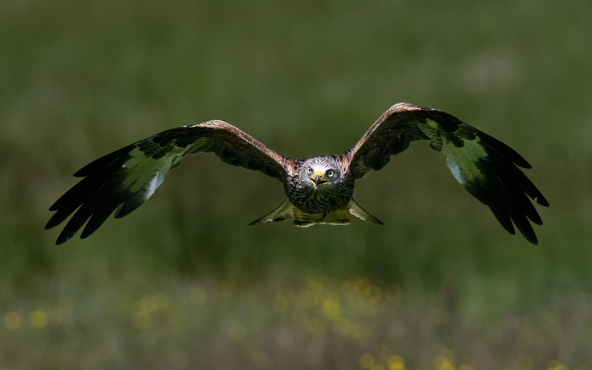 Red Kite | Gigrin Farm | Rhayader | Wales