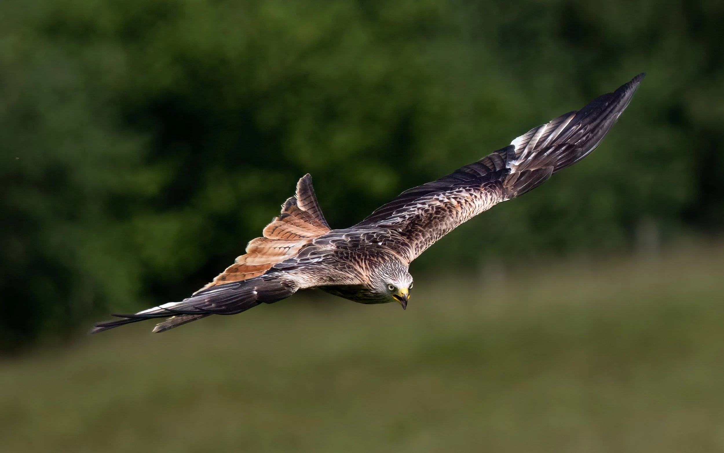 Red Kite | Gigrin Farm | Rhayader | Wales