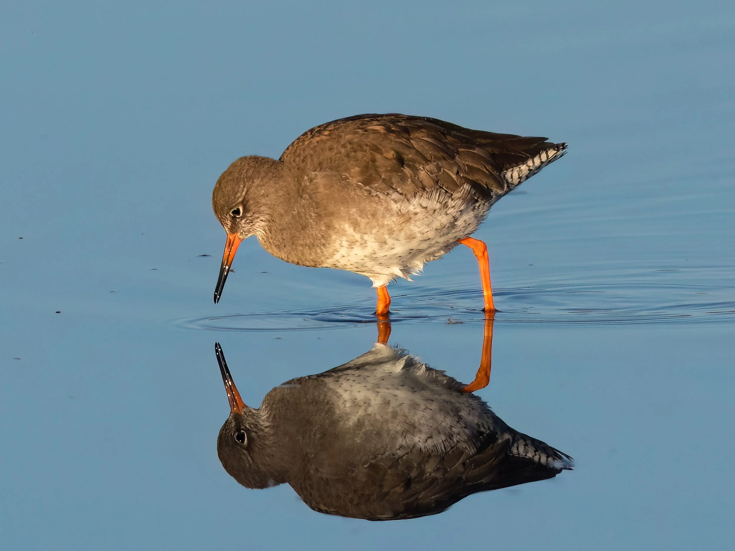 Redshank | RSPB Leighton Moss