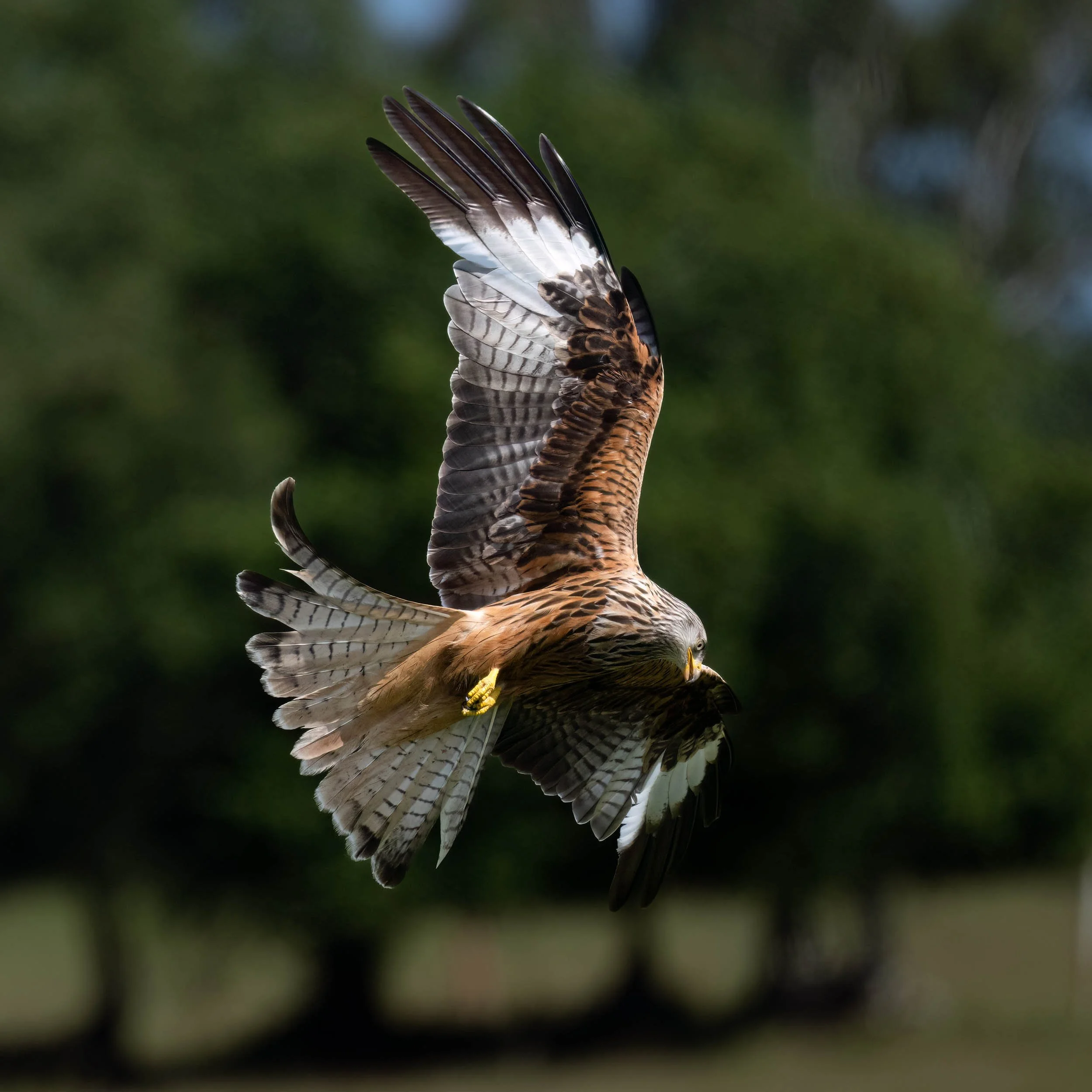 Red Kite | Gigrin Farm | Rhayader | Wales