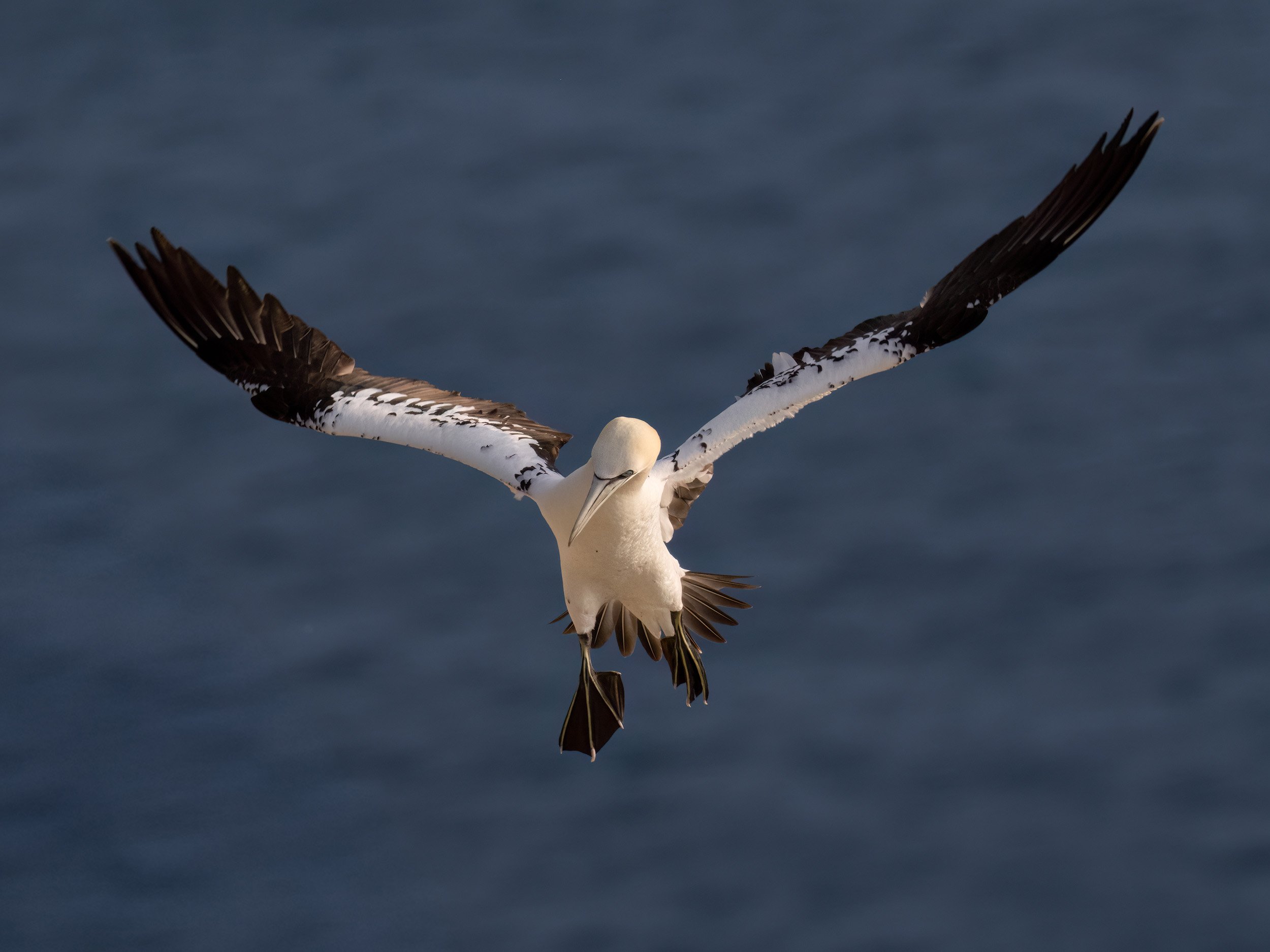 Northern Gannet | RSPB Bempton Cliffs