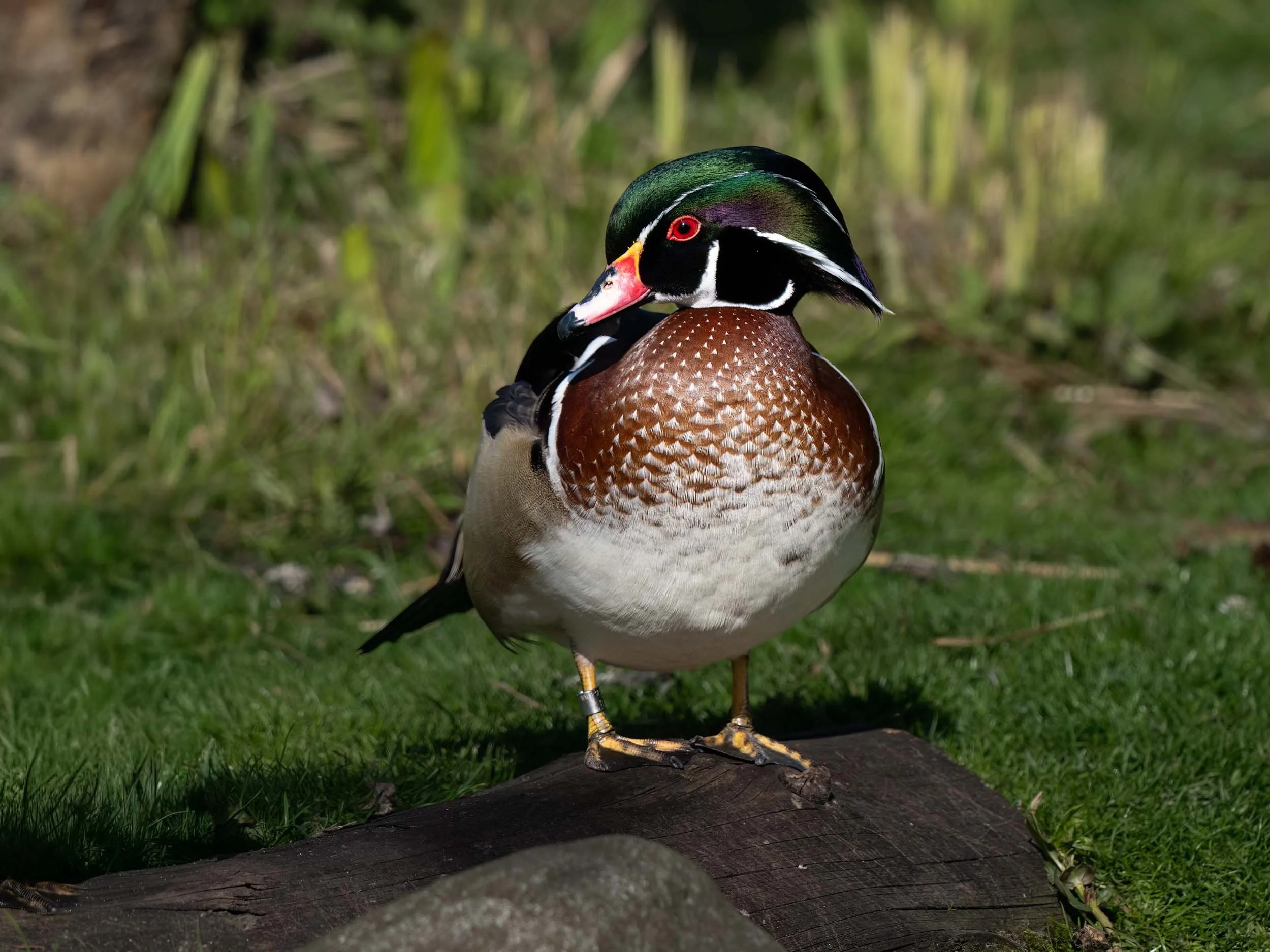 Carolina Duck | Martin Mere WWT