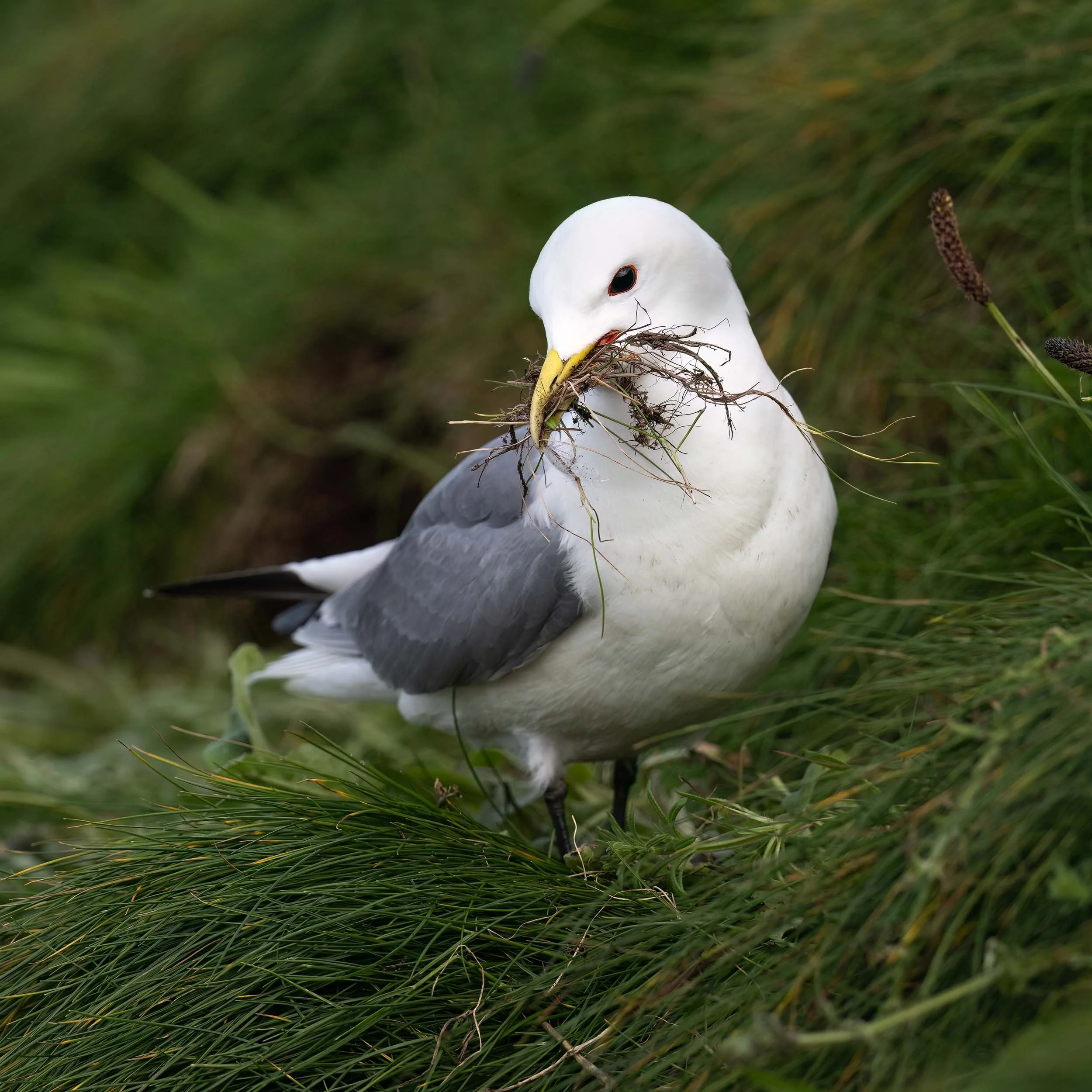 Kittiwake | RSPB Bempton Cliffs