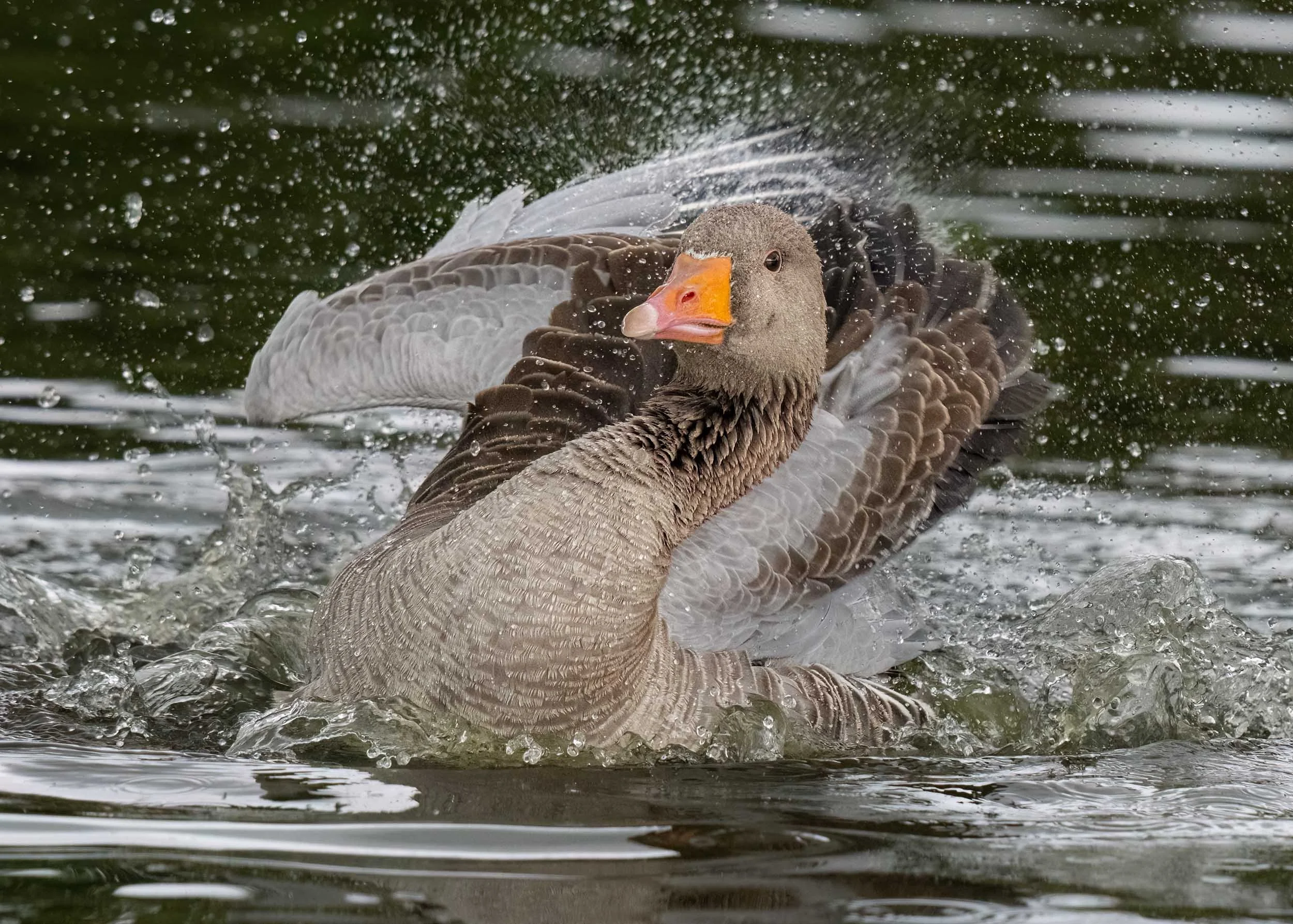 Greylag Goose | Slimbridge WWT