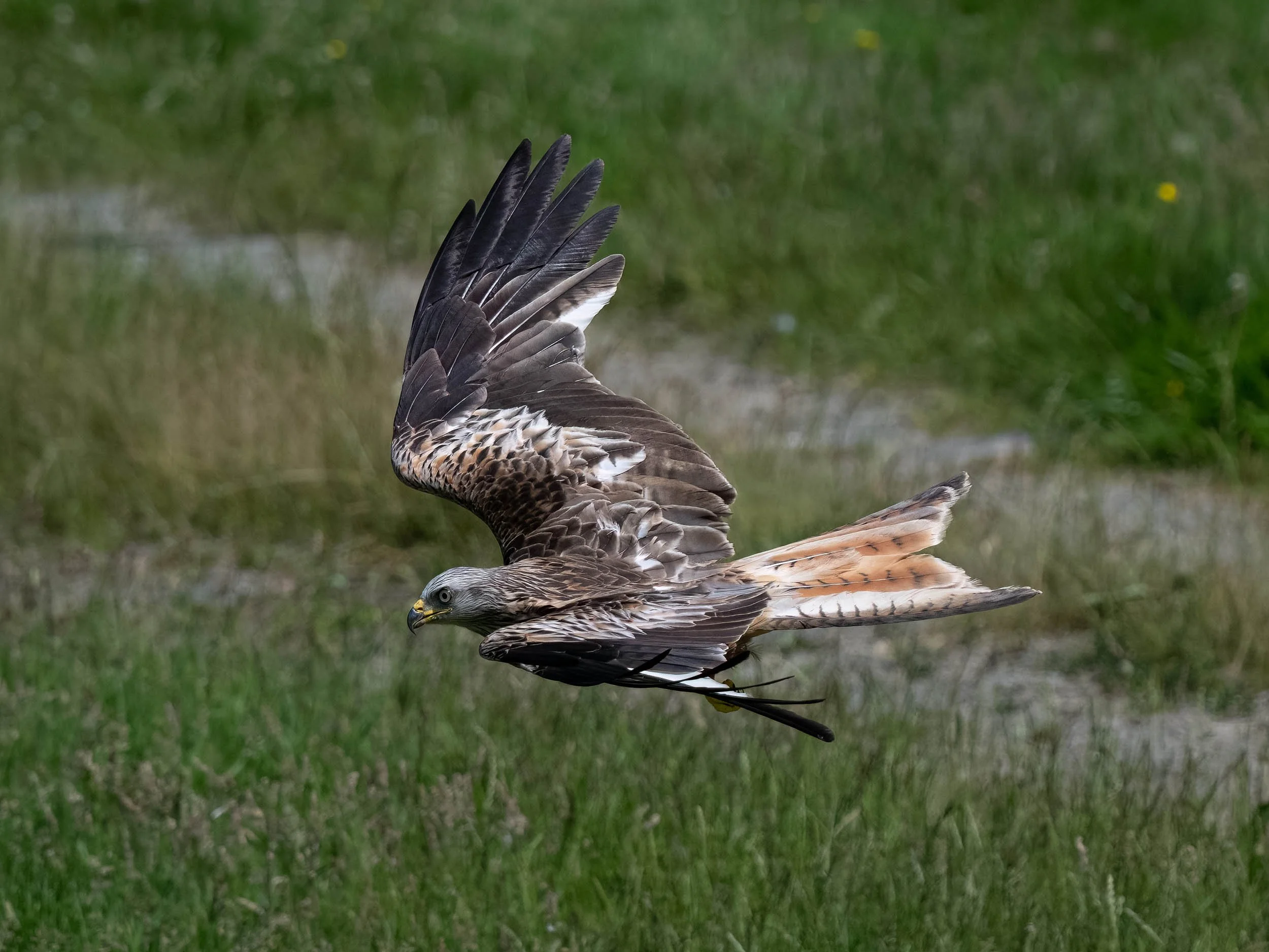 Red Kite | Gigrin Farm | Rhayader | Wales
