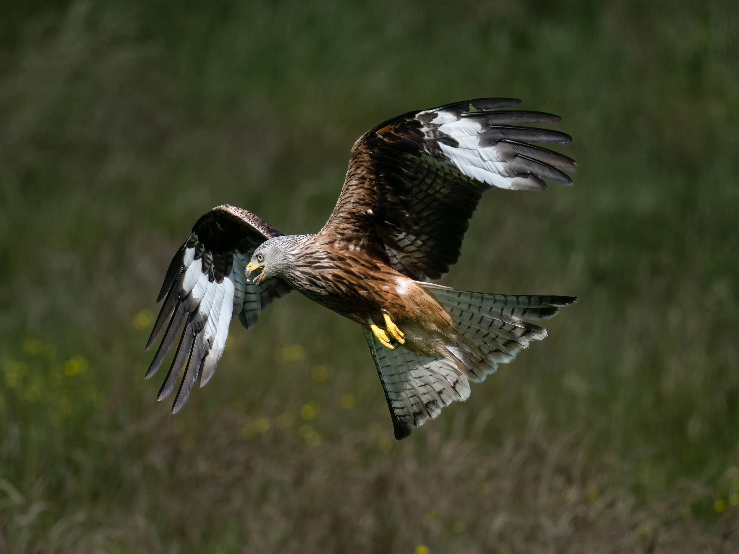 Red Kite | Gigrin Farm | Rhayader | Wales