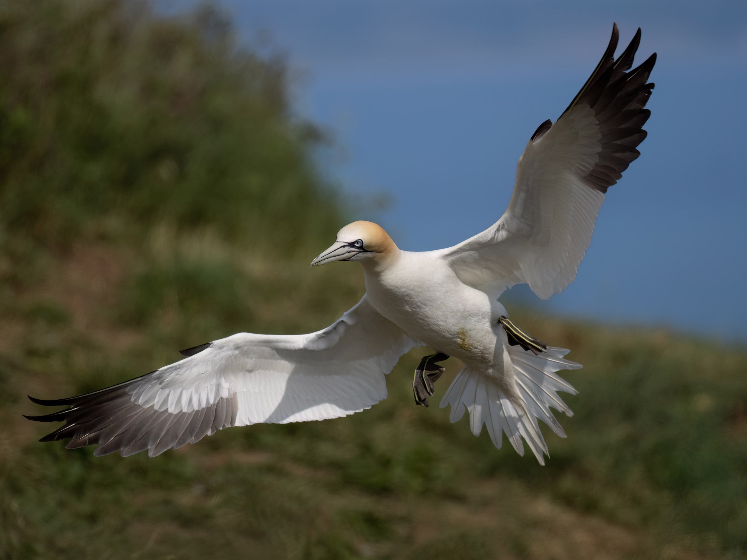Northern Gannet | RSPB Bempton Cliffs