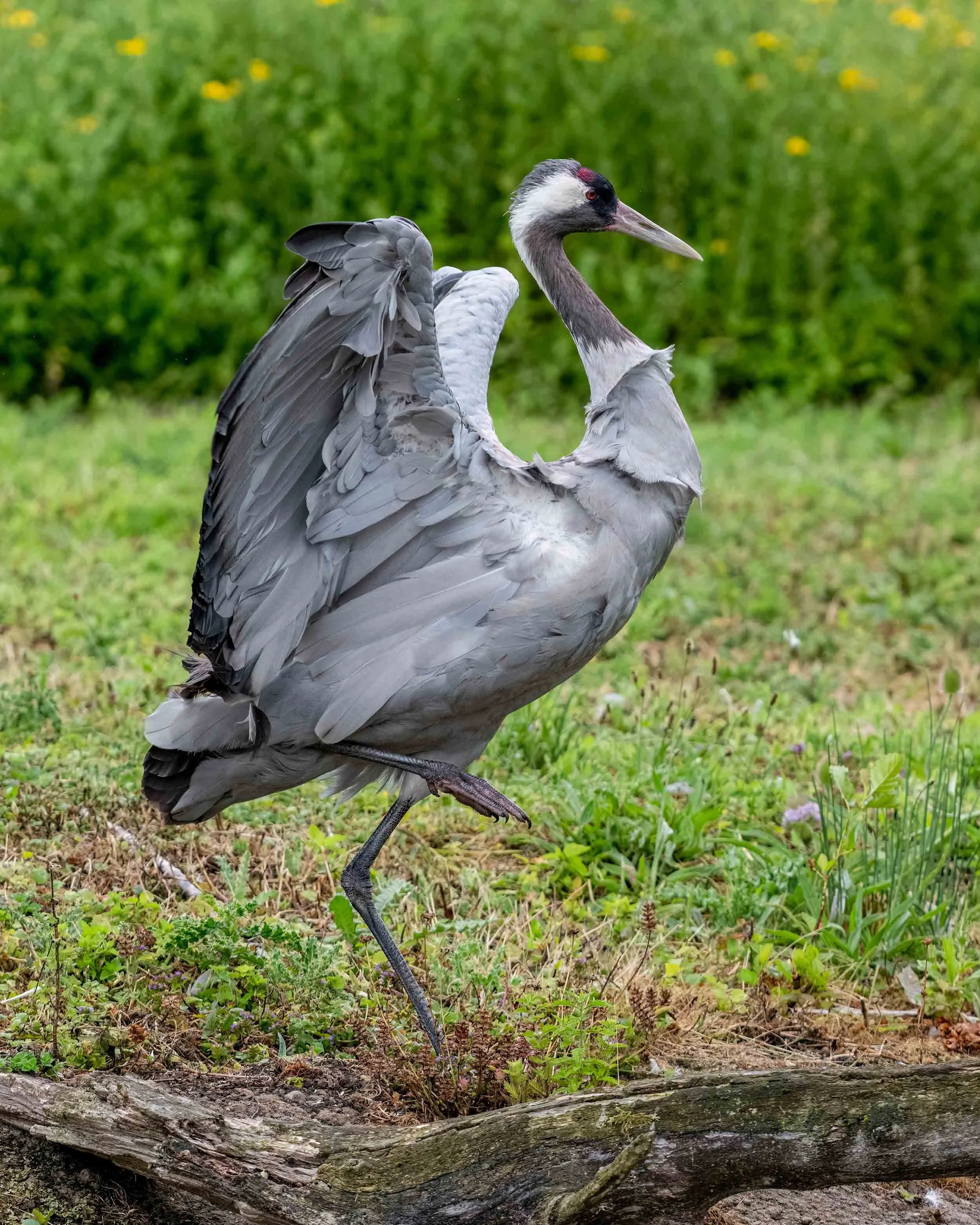 Common Crane | Slimbridge WWT