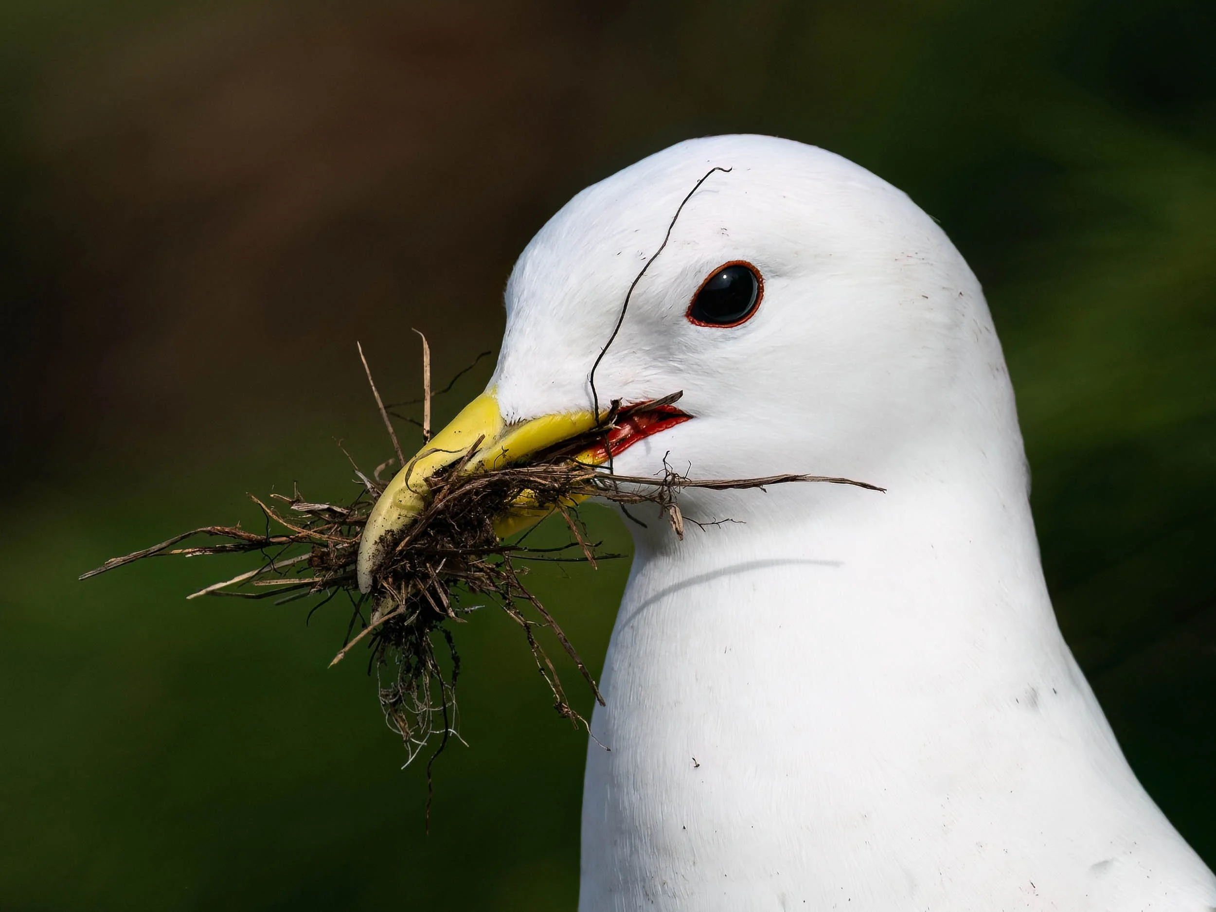Kittiwake | RSPB Bempton Cliffs