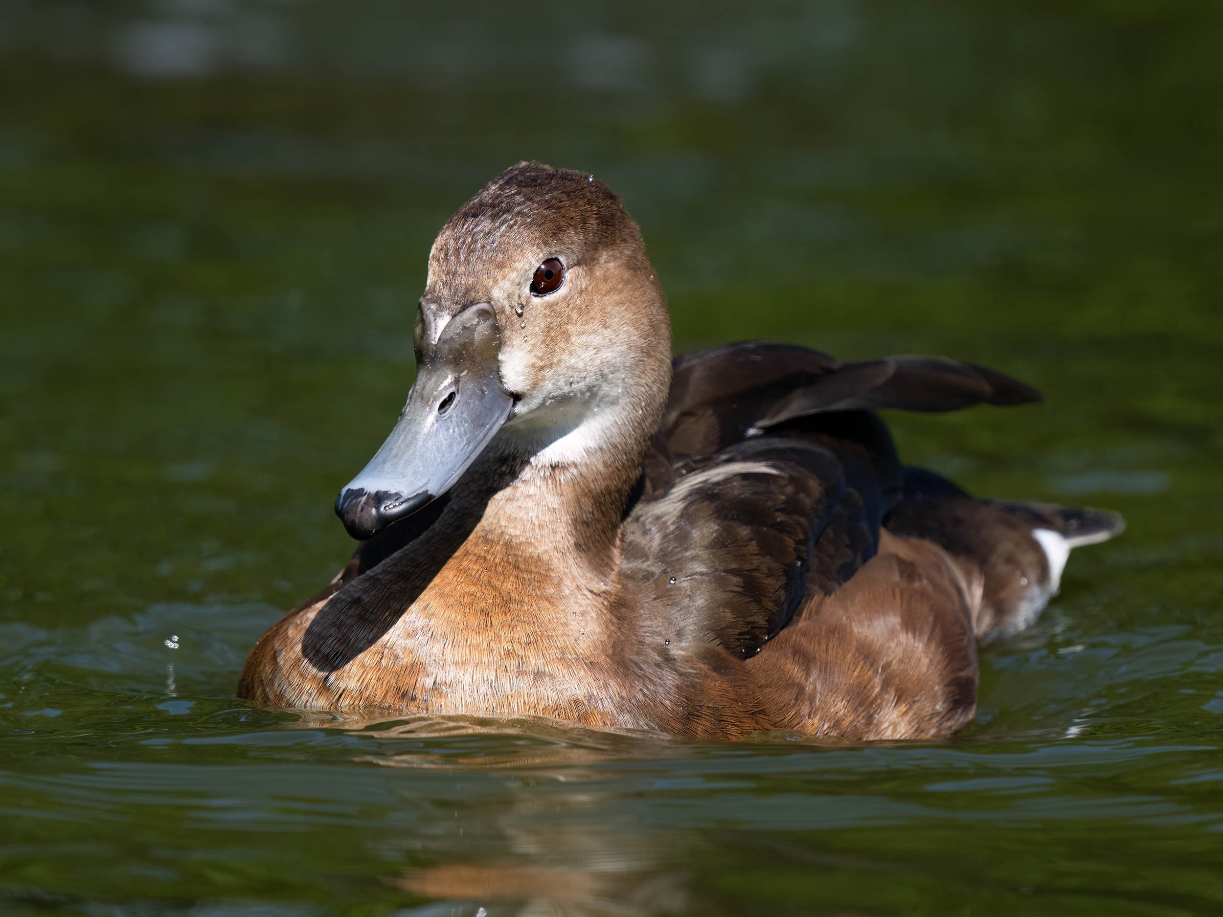 Female Rosy-billed Pochard | Martin Mere WWT