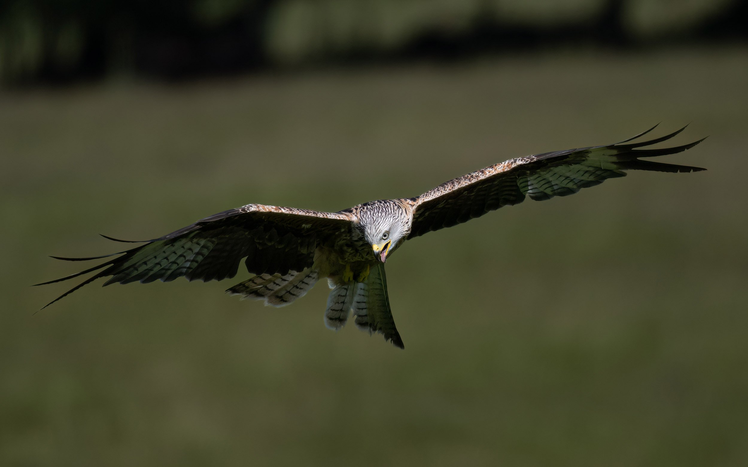Red Kite | Gigrin Farm | Rhayader | Wales