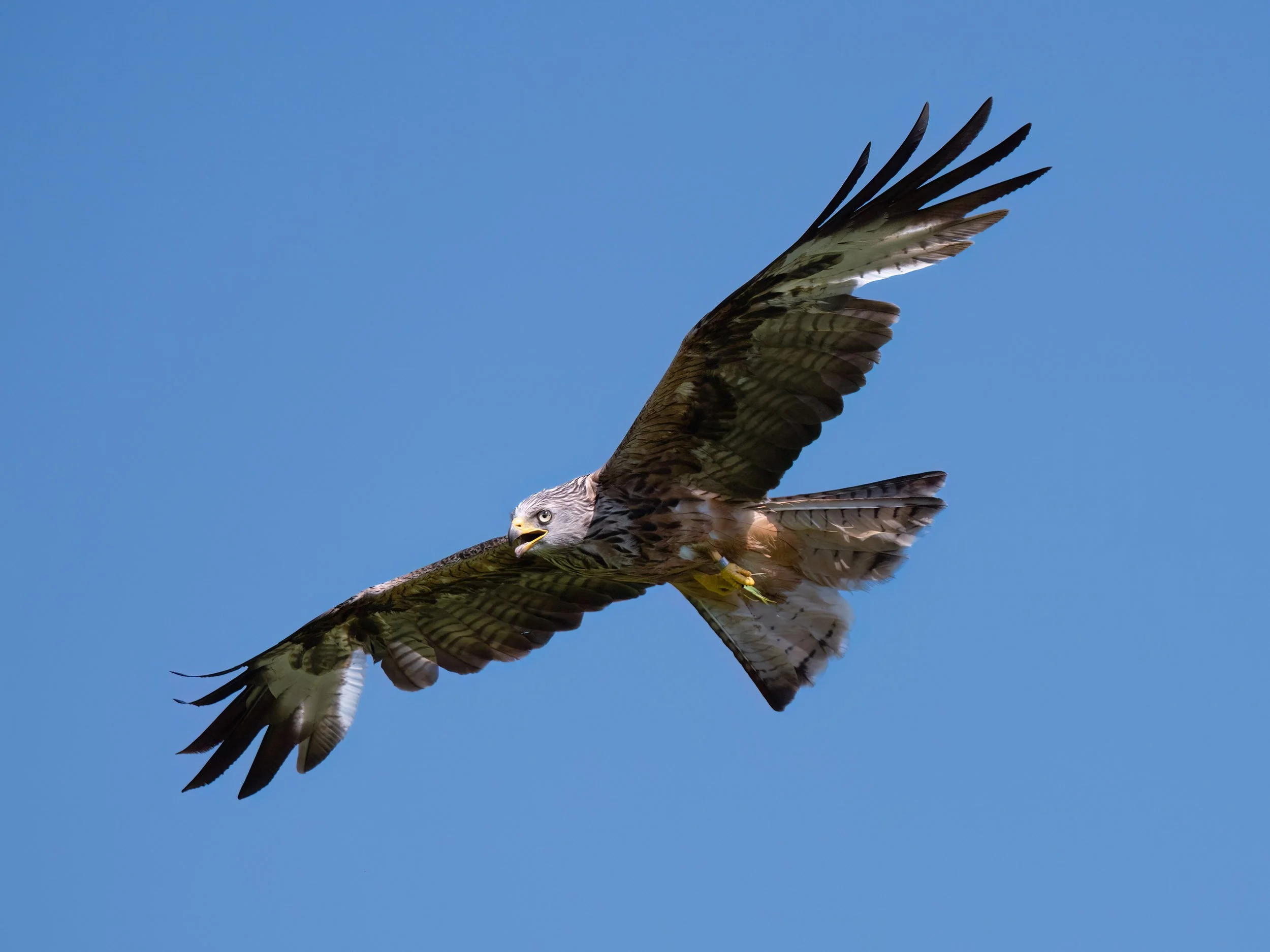 Red Kite | Gigrin Farm | Rhayader | Wales