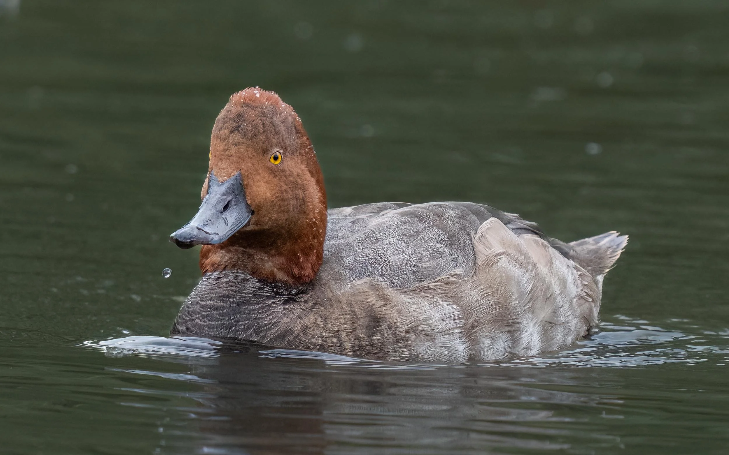 Redhead | Slimbridge WWT