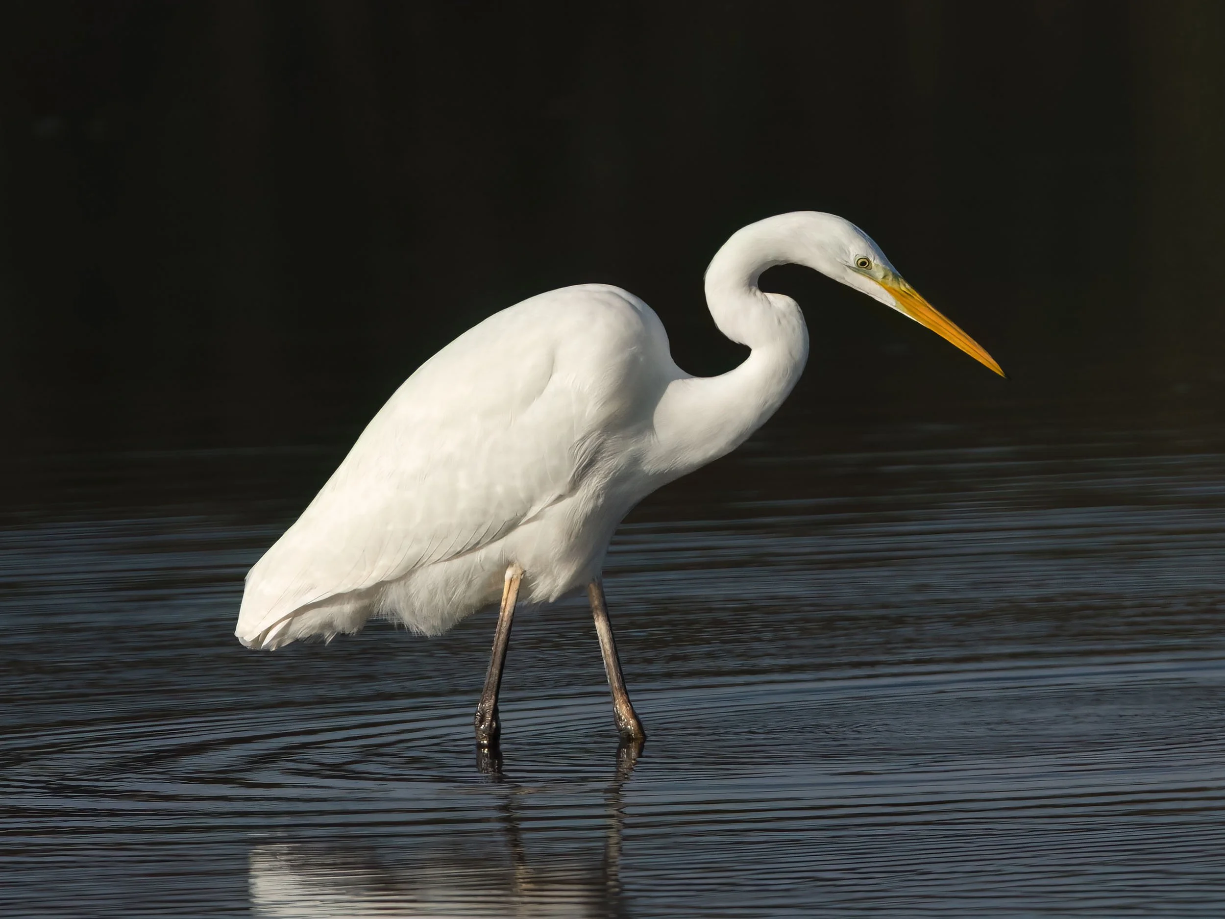 Great White Egret | RSPB Leighton Moss