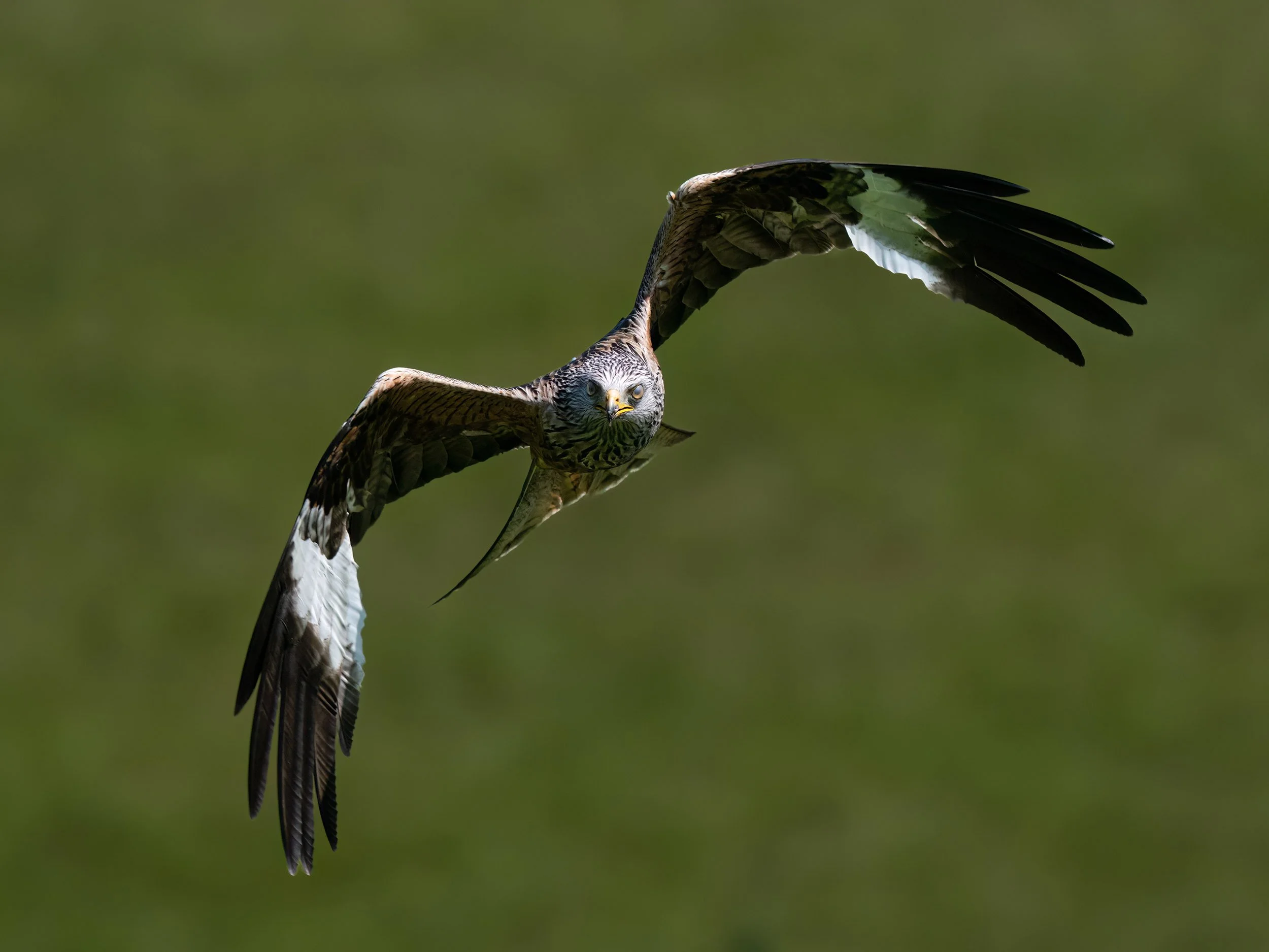 Red Kite | Gigrin Farm | Rhayader | Wales