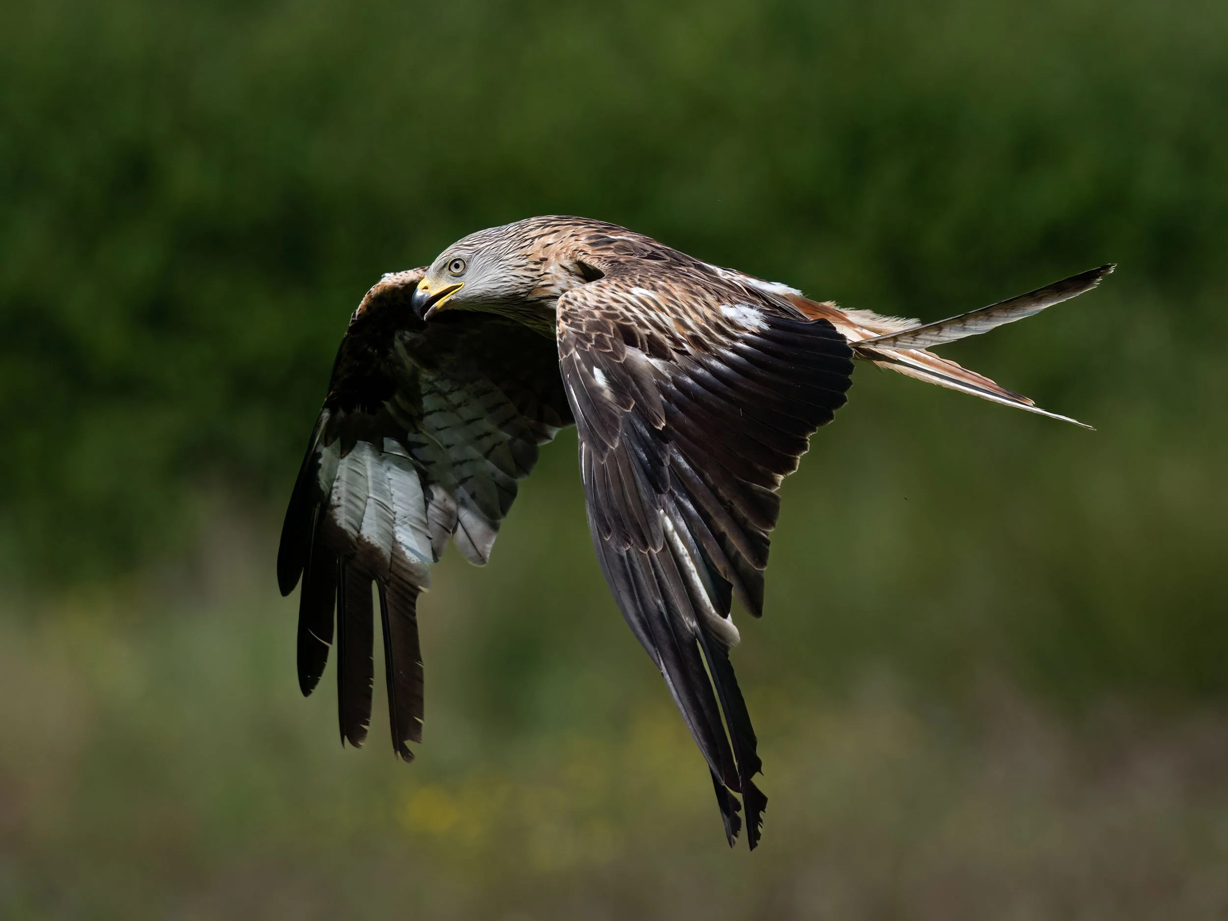 Red Kite | Gigrin Farm | Rhayader | Wales