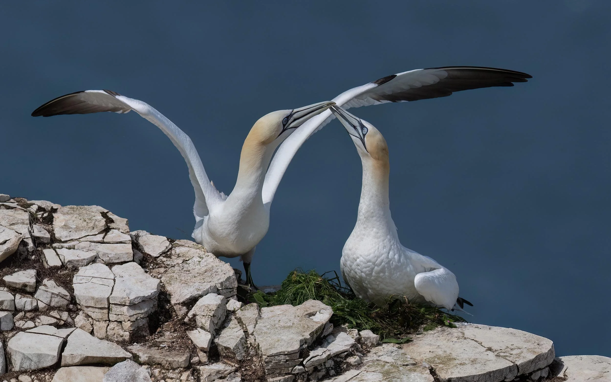 Northern Gannets | RSPB Bempton Cliffs