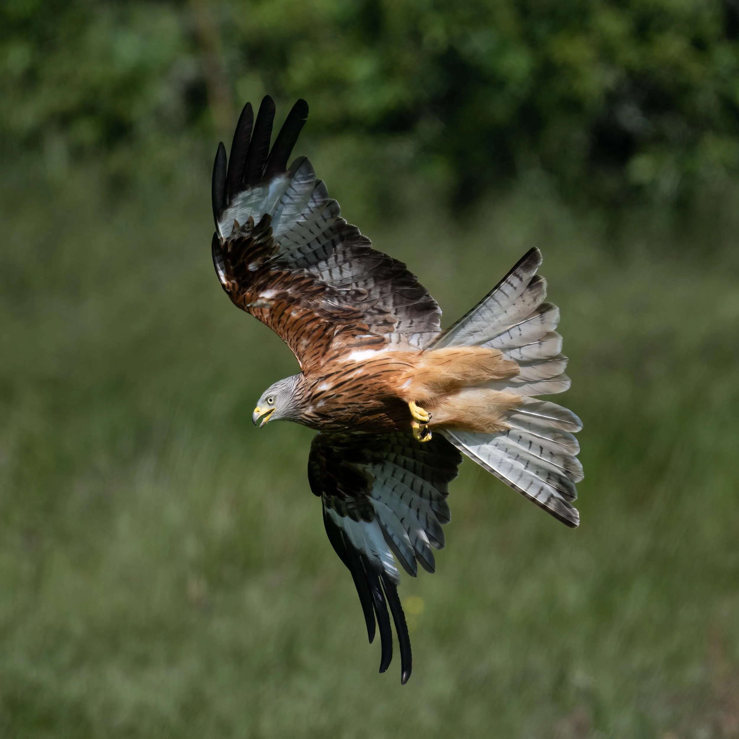 Red Kite | Gigrin Farm | Rhayader | Wales