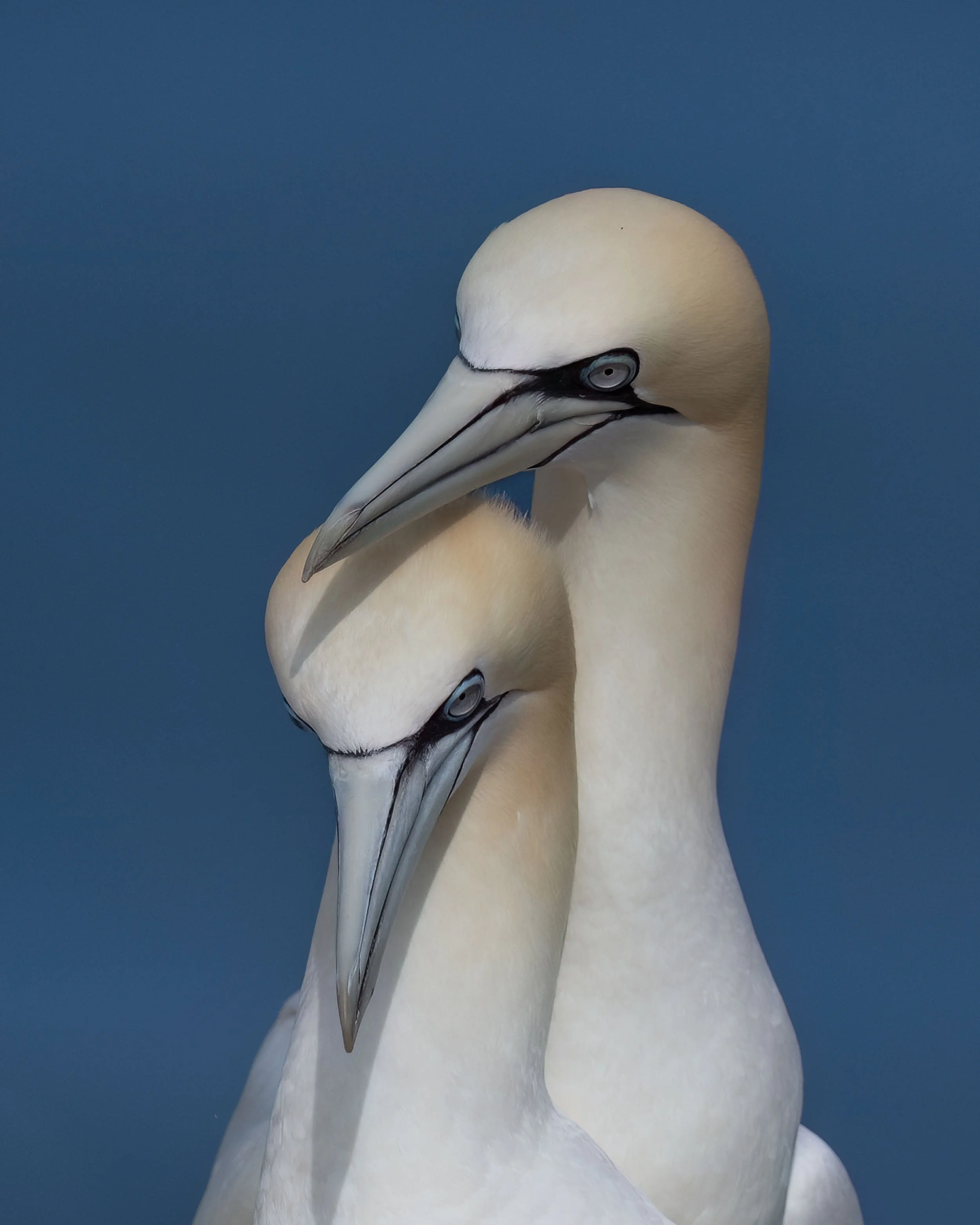 Northern Gannets | RSPB Bempton Cliffs