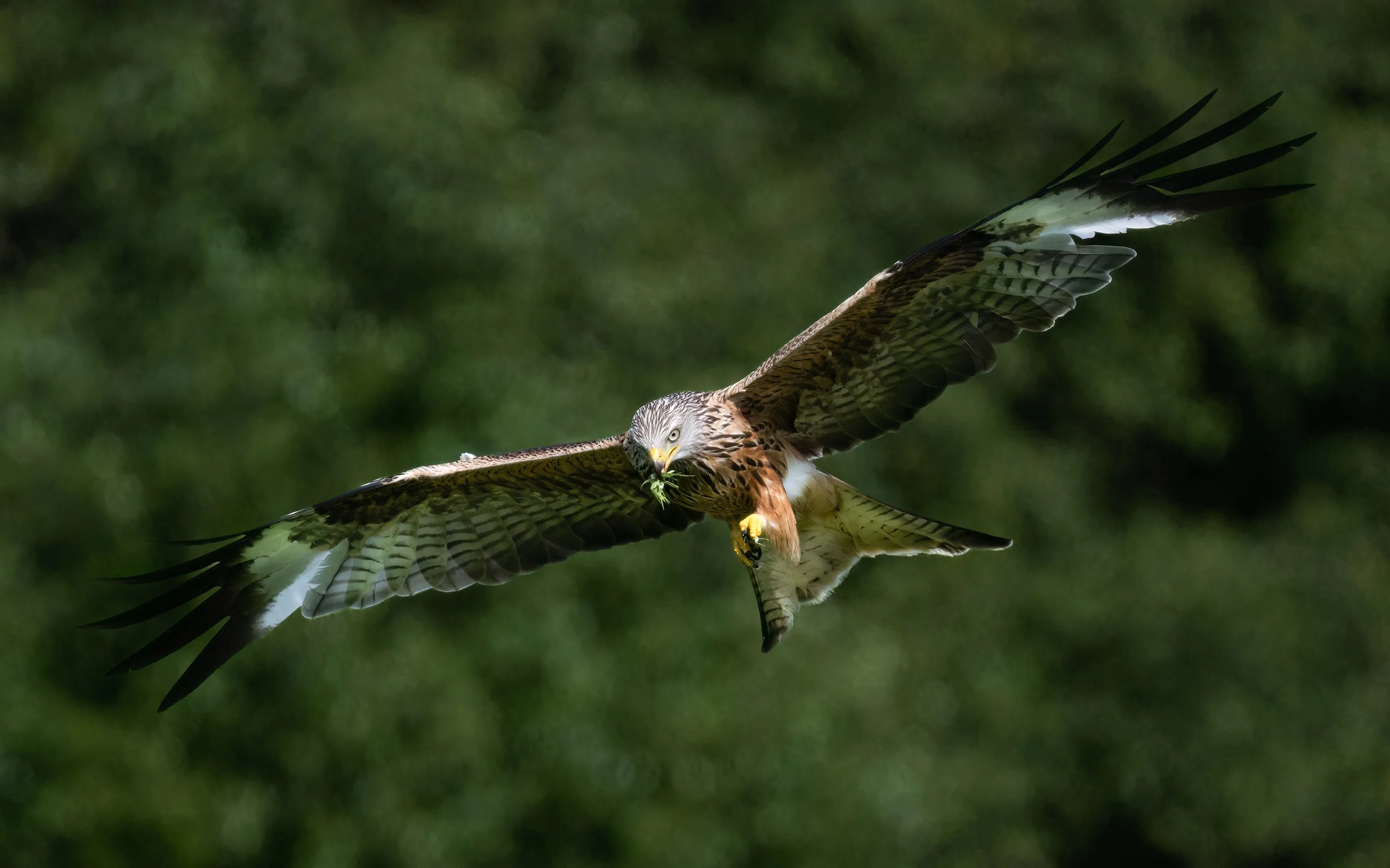 Red Kite | Gigrin Farm | Rhayader | Wales