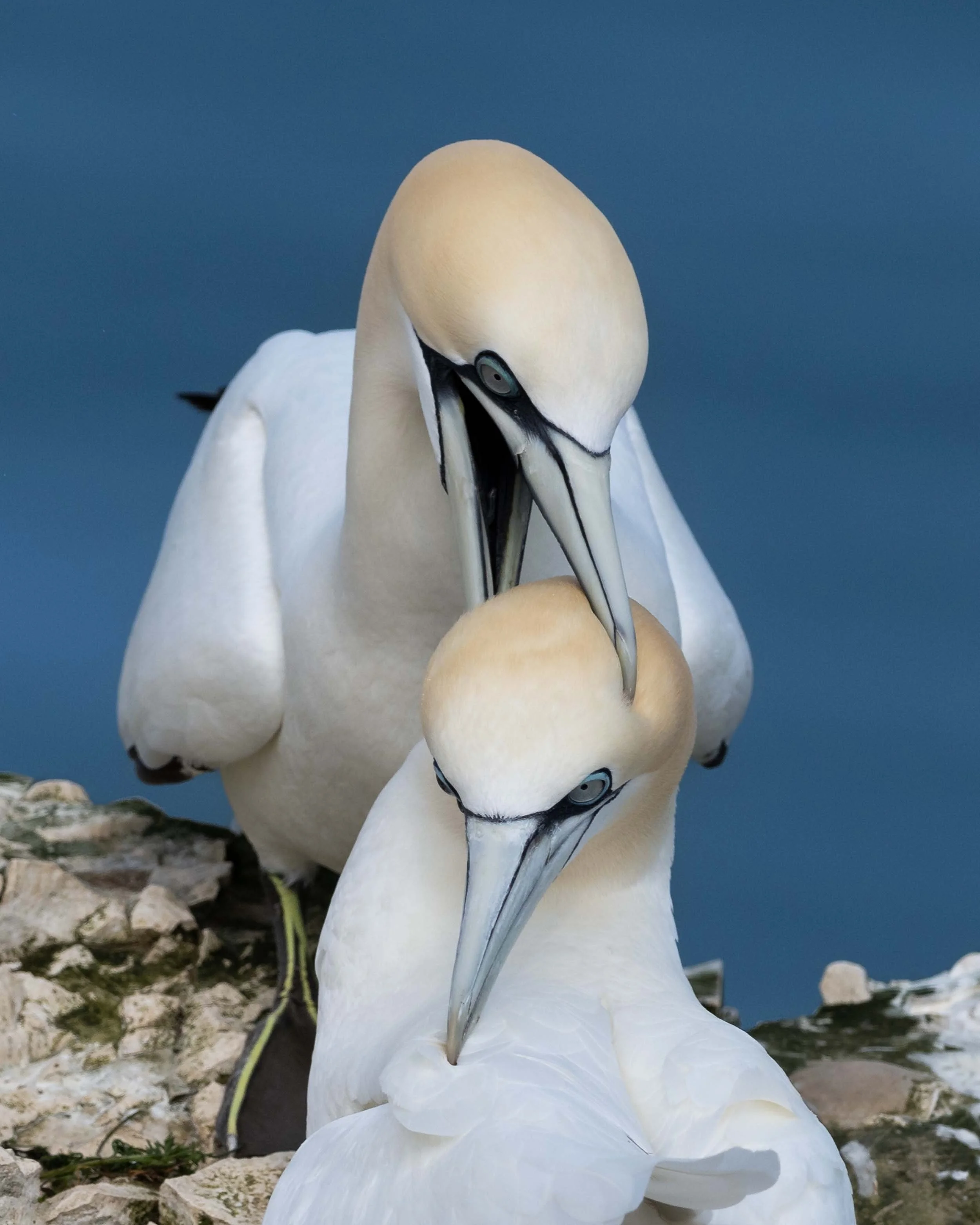 Northern Gannets | RSPB Bempton Cliffs