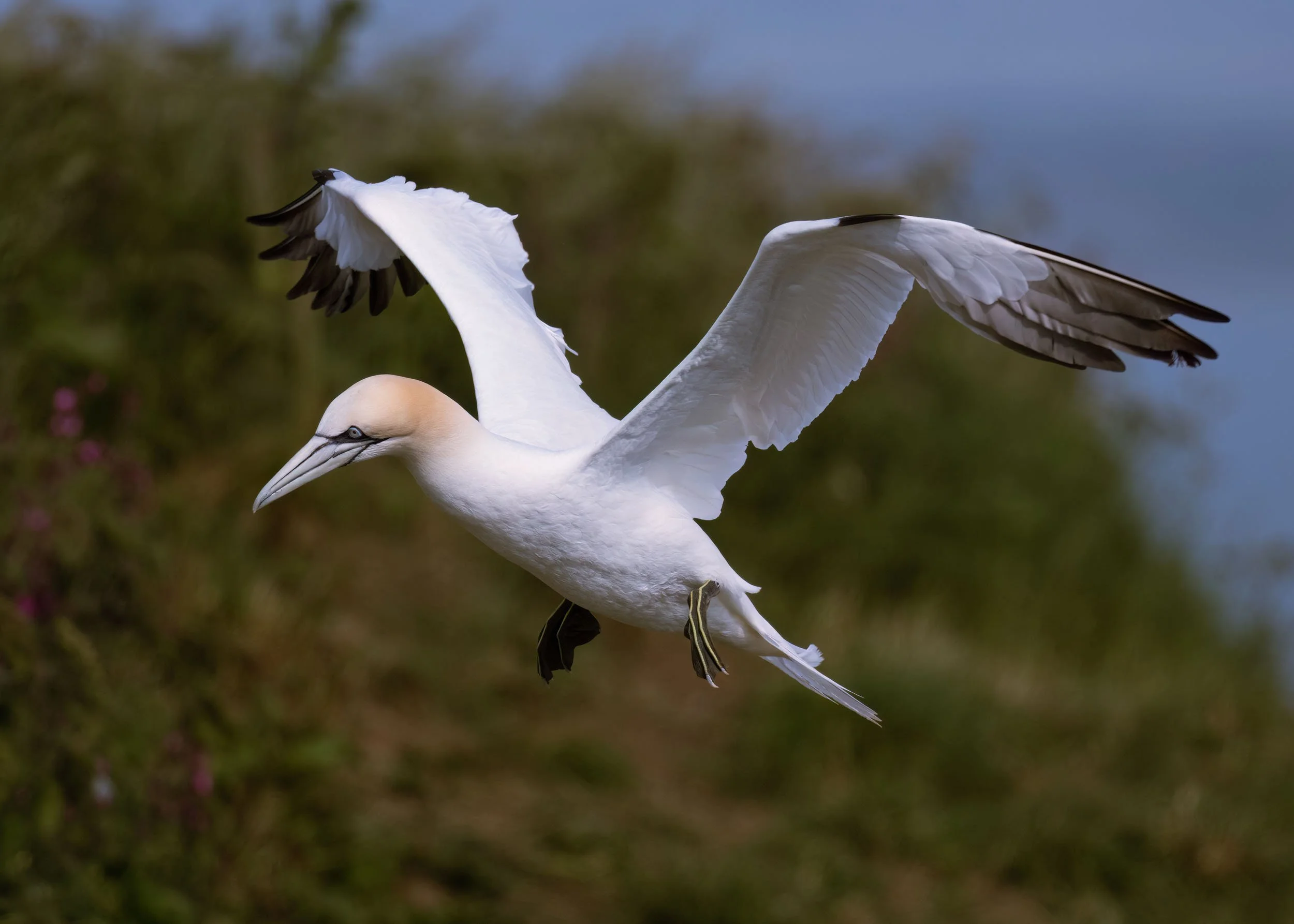 Northern Gannet | RSPB Bempton Cliffs
