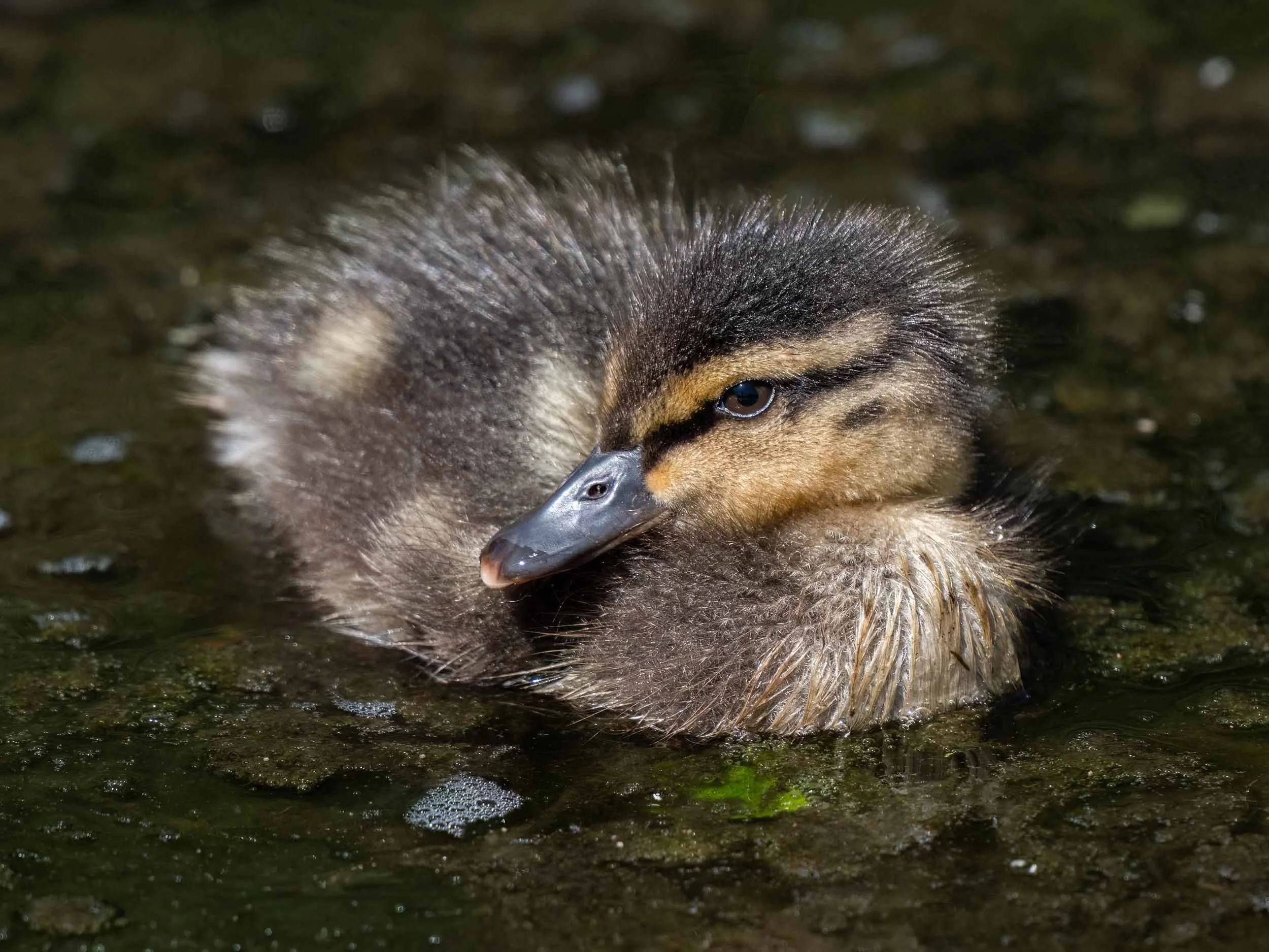 Mallard Duckling | Martin Mere WWT