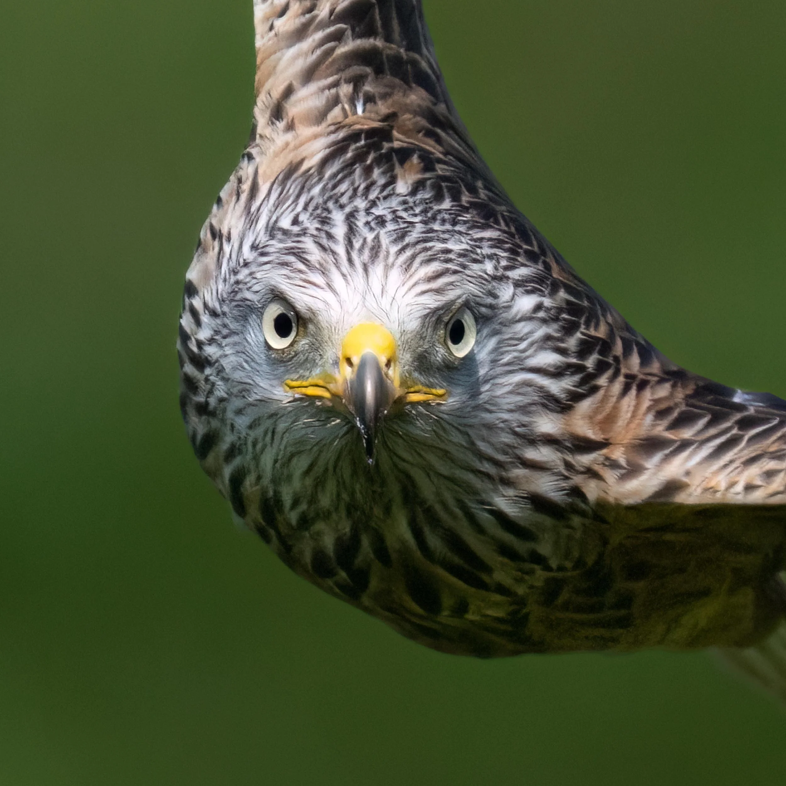Red Kite | Gigrin Farm | Rhayader | Wales