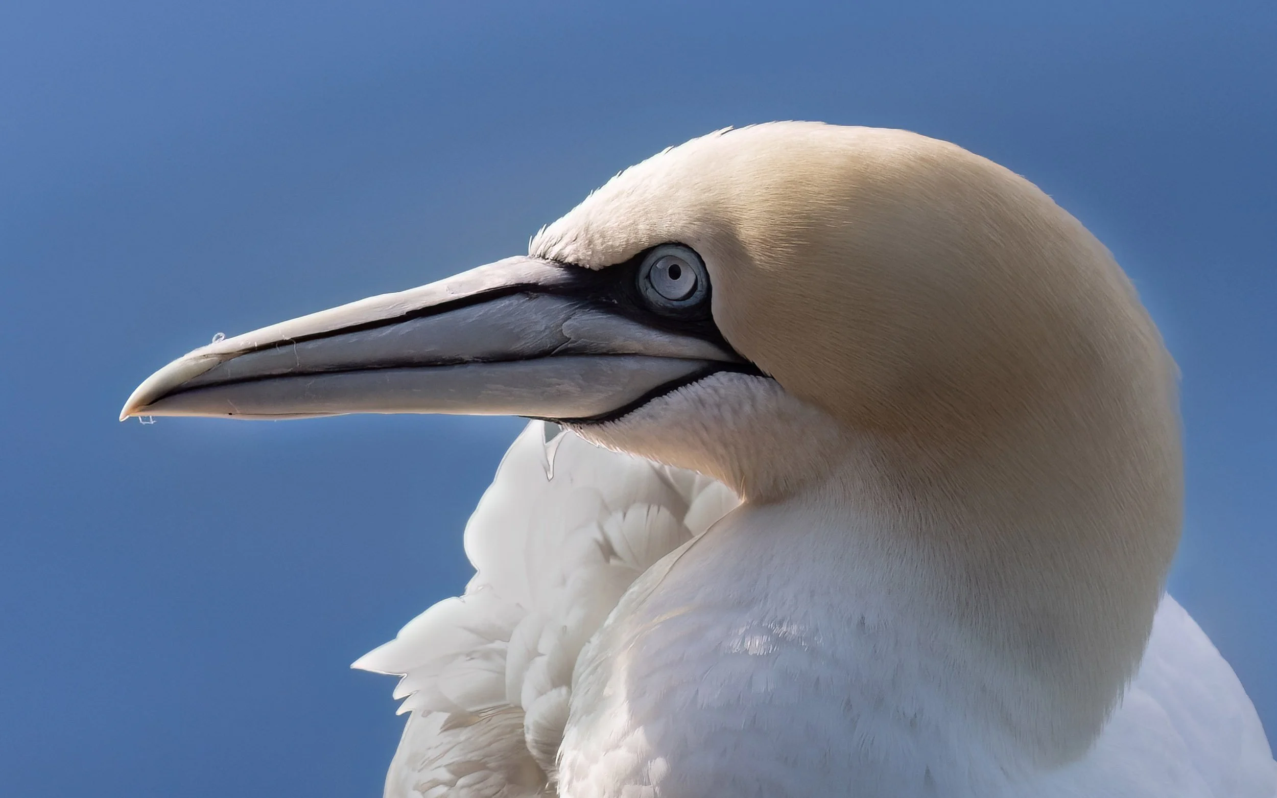 Northern Gannet | RSPB Bempton Cliffs