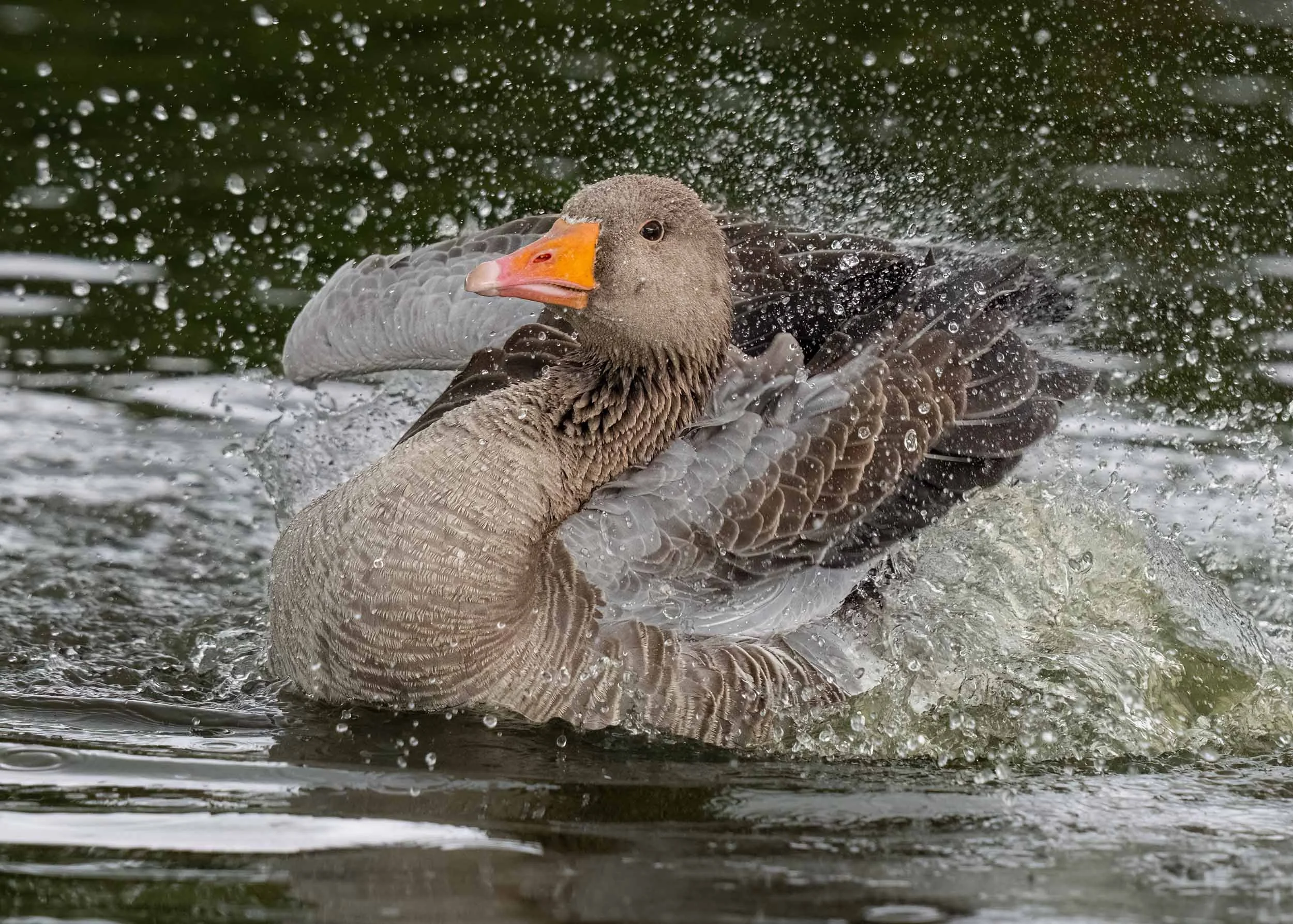 Greylag Goose | Slimbridge WWT