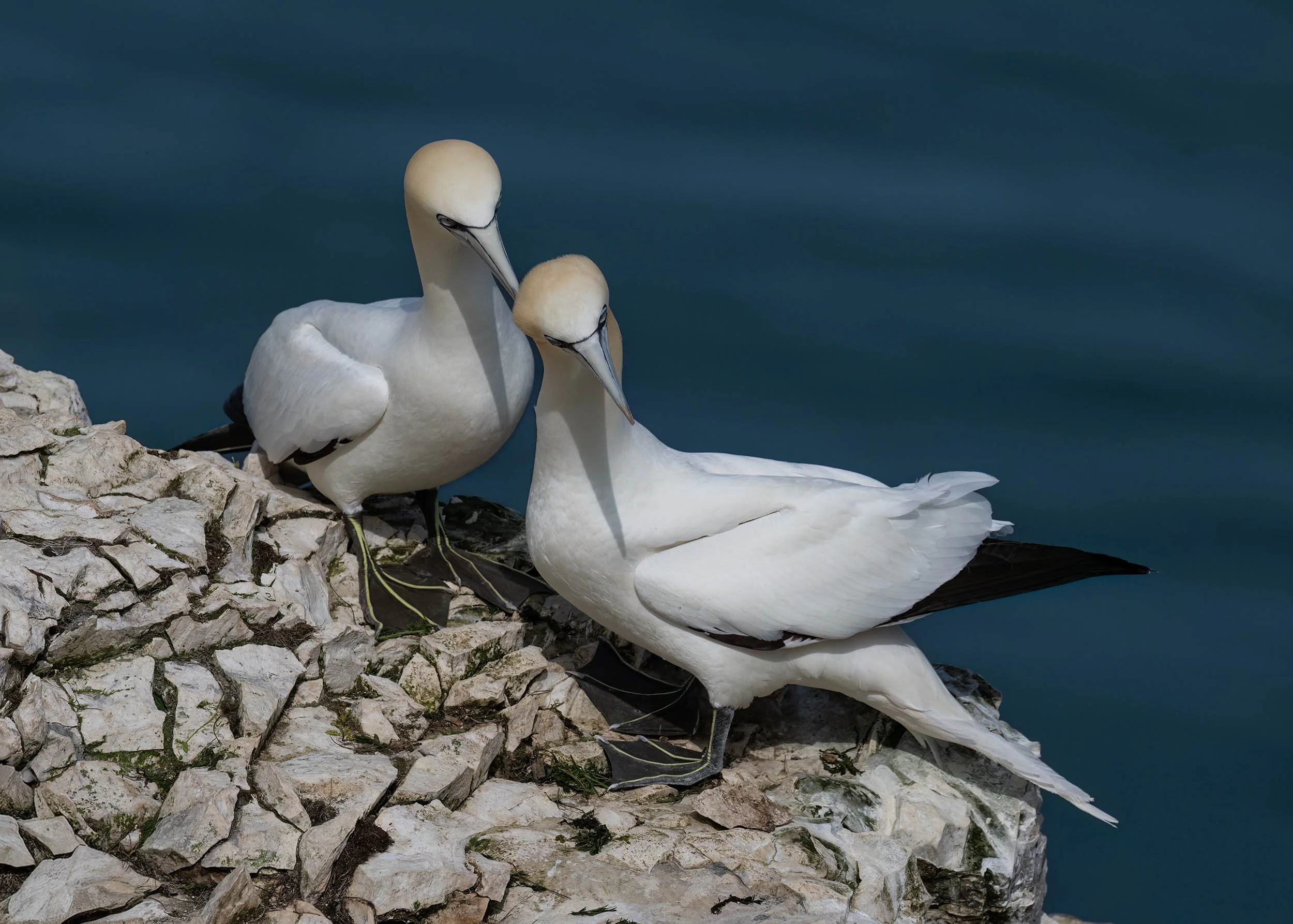 Northern Gannets | RSPB Bempton Cliffs