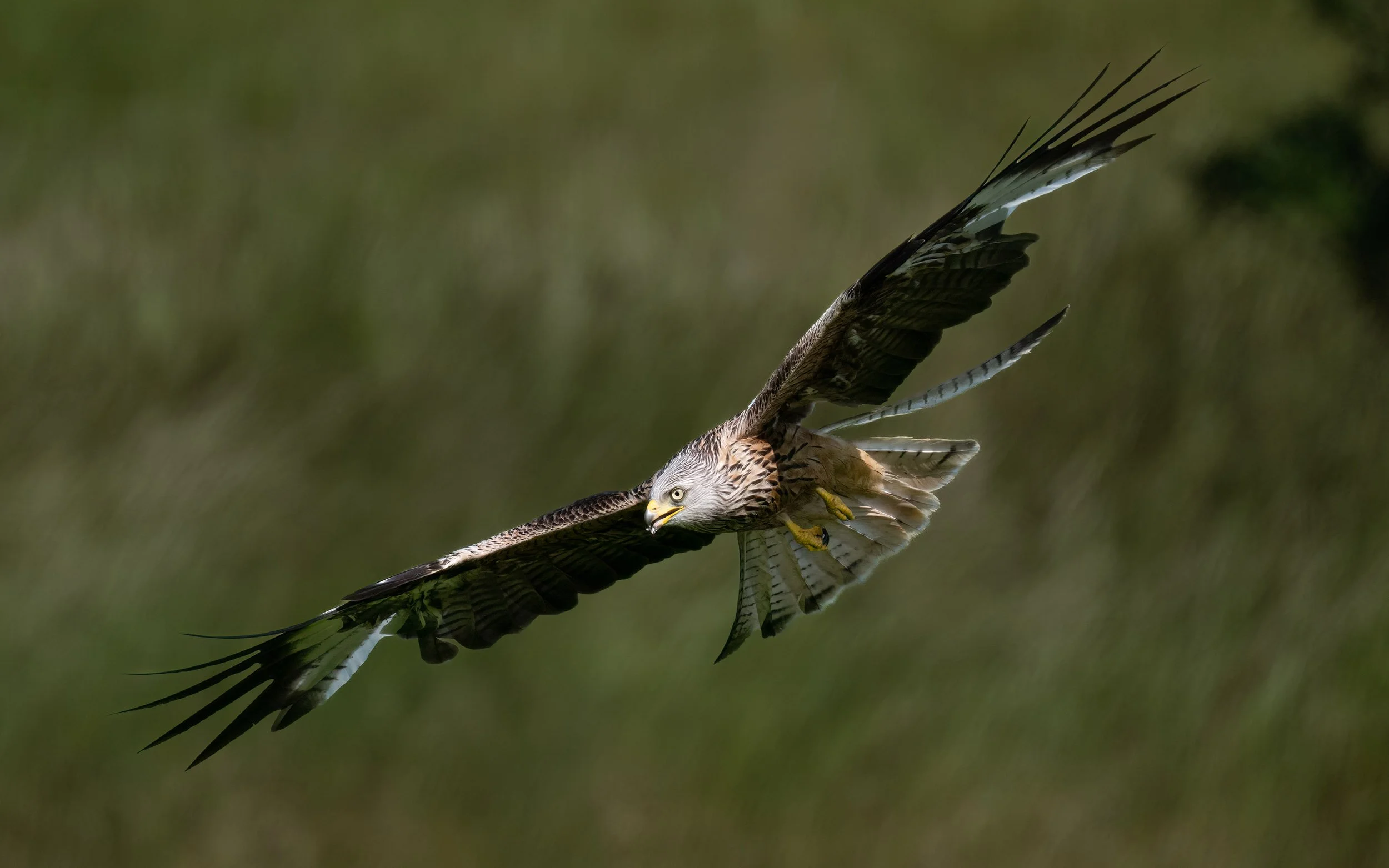 Red Kite | Gigrin Farm | Rhayader | Wales