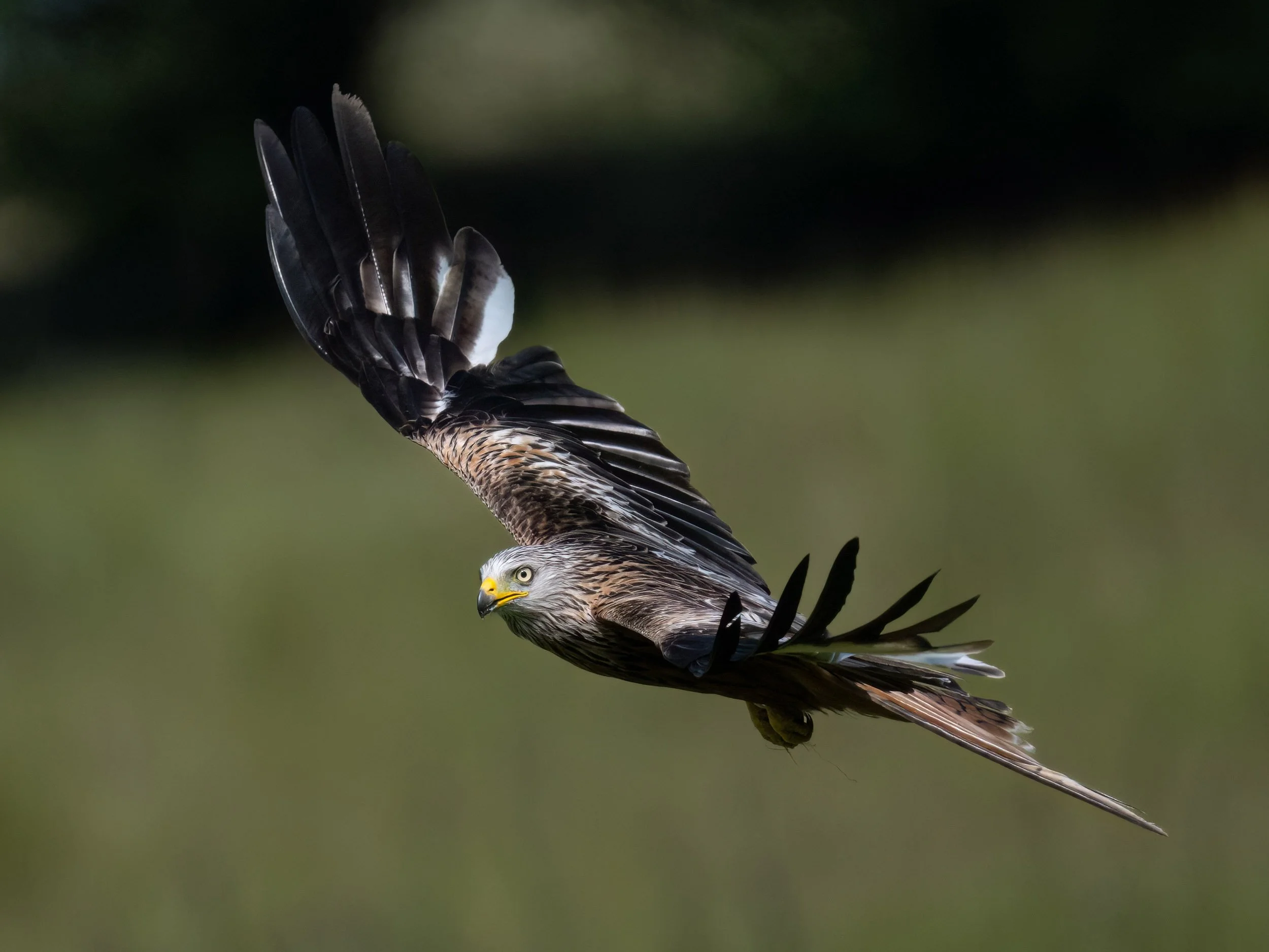 Red Kite | Gigrin Farm | Rhayader | Wales