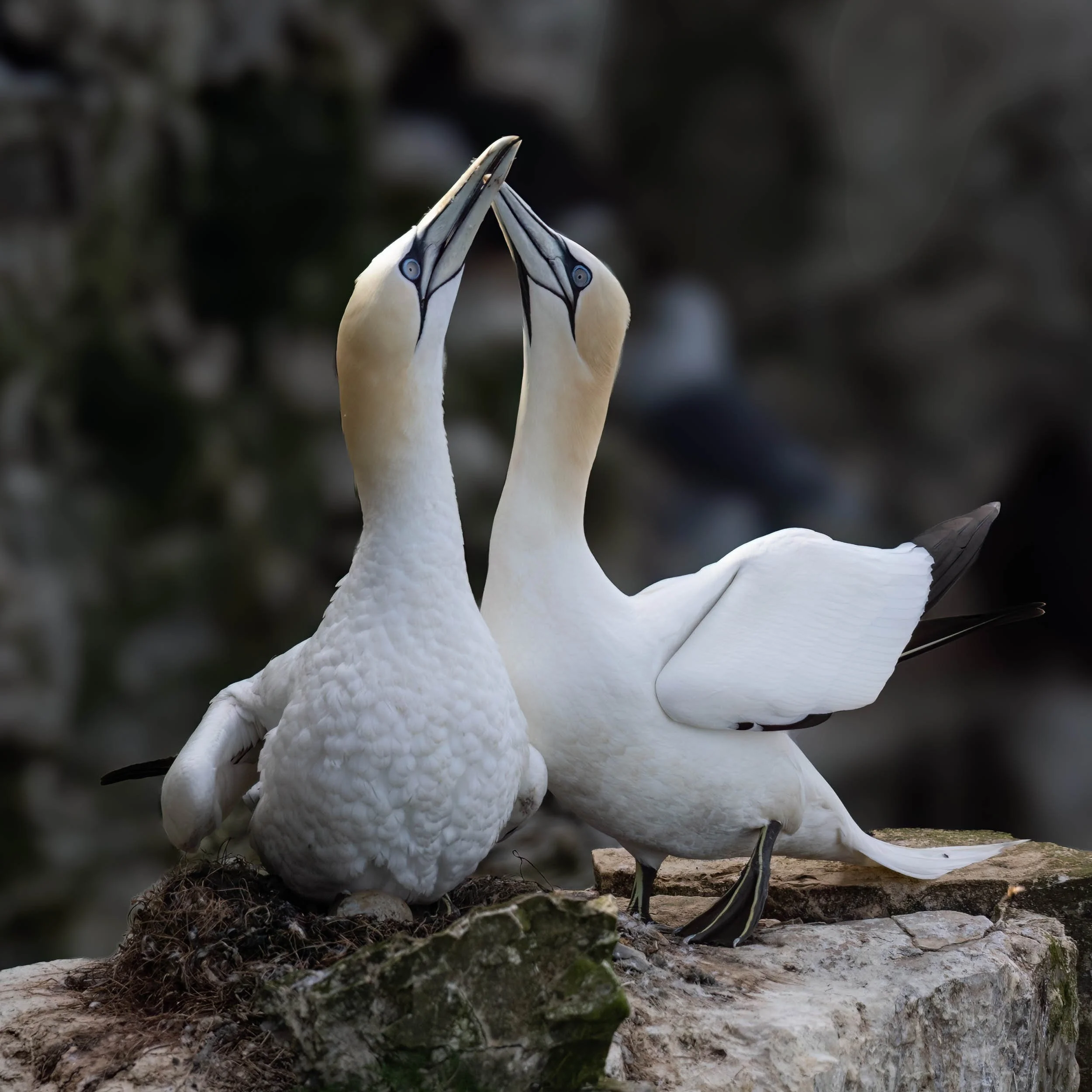 Northern Gannets | RSPB Bempton Cliffs