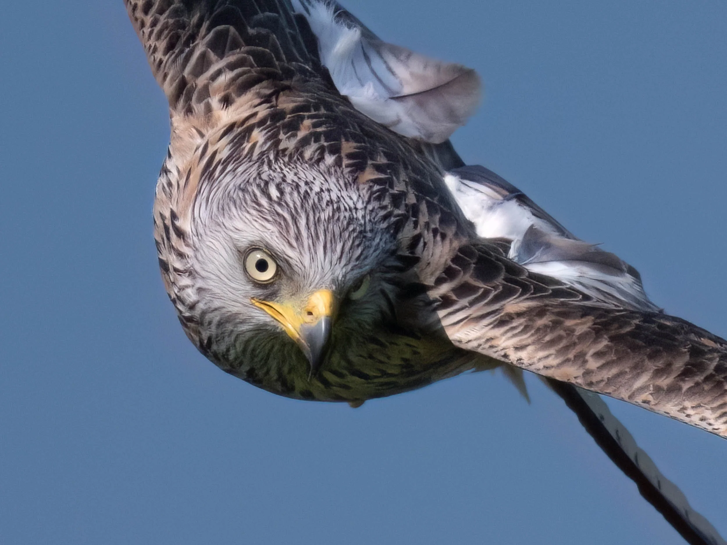 Red Kite | Gigrin Farm | Rhayader | Wales