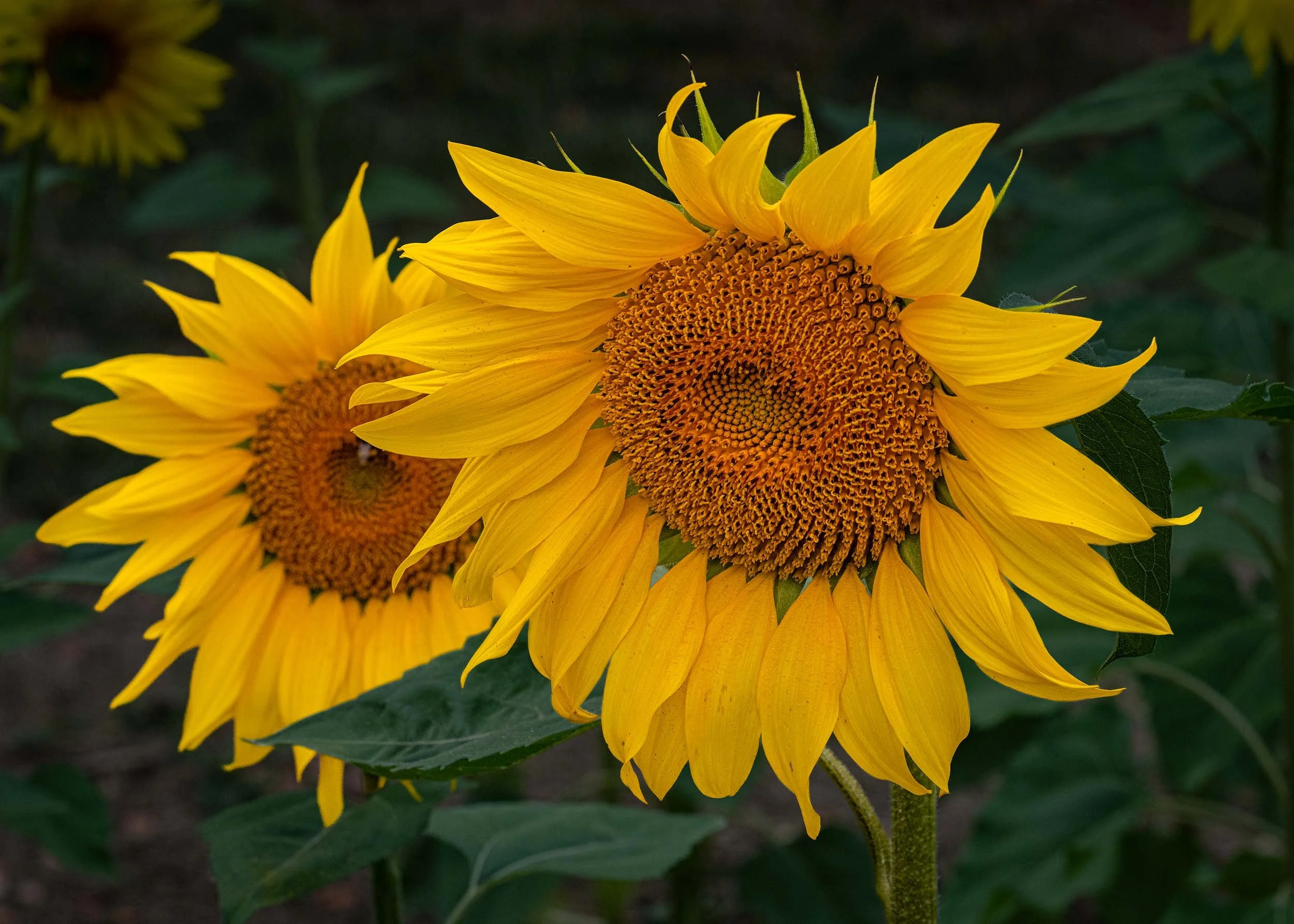 Sunflowers | Barlow | England